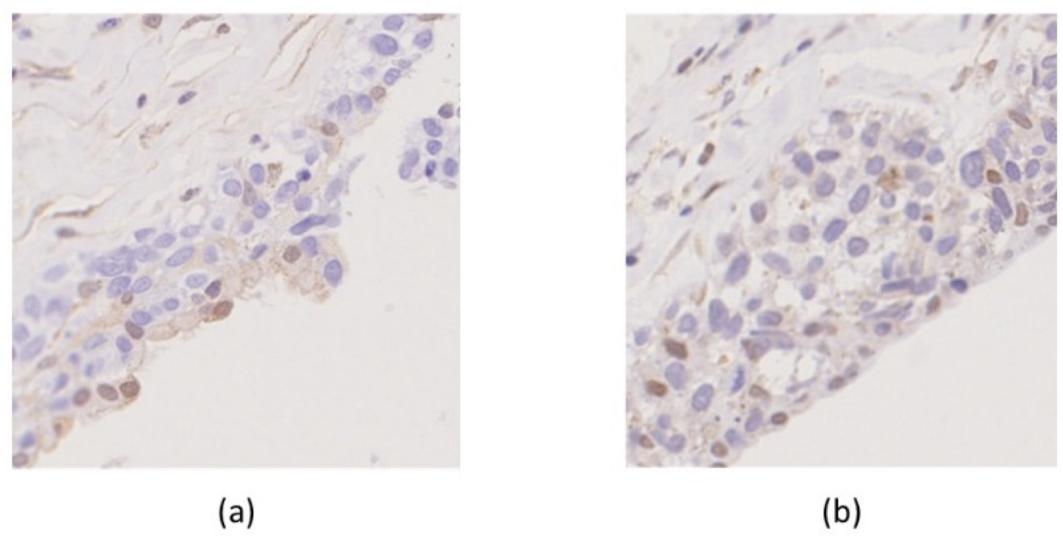 Ijms 22 02436 g007 Ijms 22 02436 g007