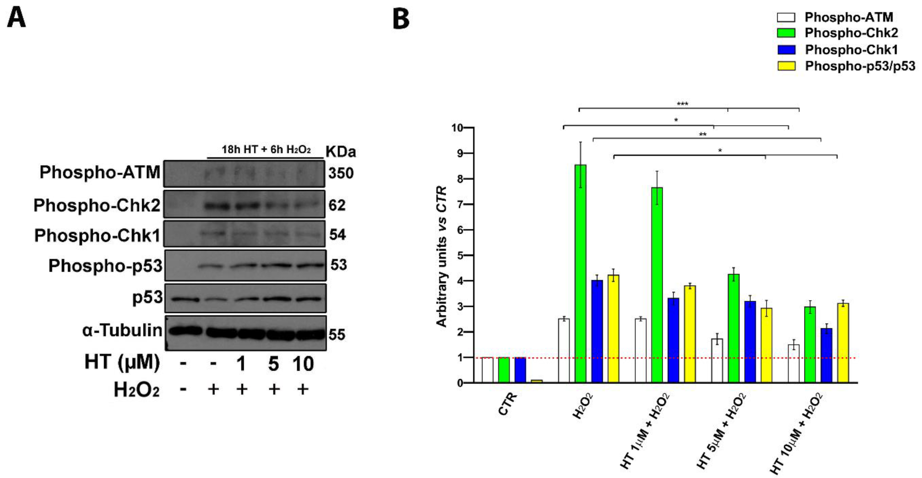 Ijms 22 02438 g006 Ijms 22 02438 g006