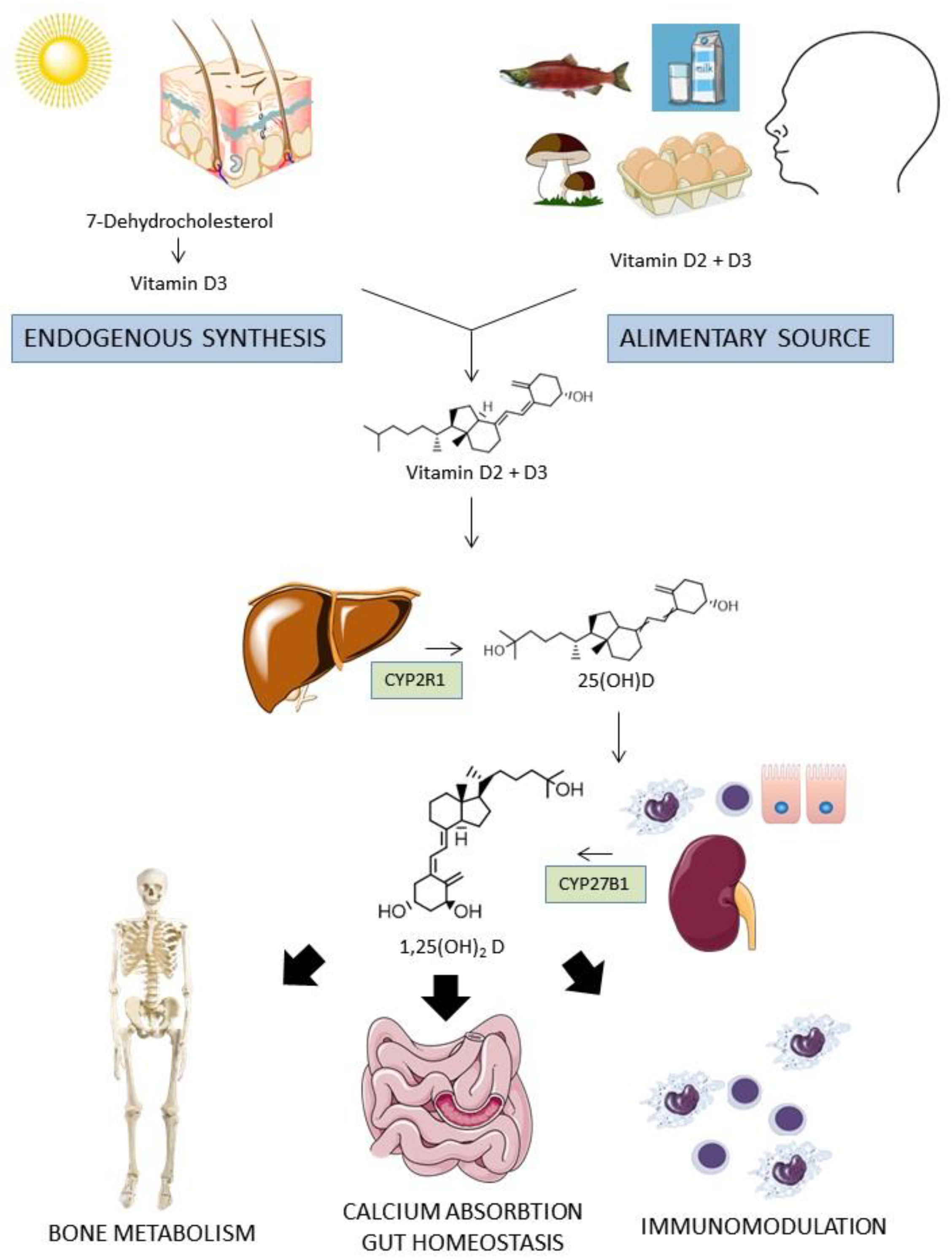 Ijms 22 02456 g001 Ijms 22 02456 g001