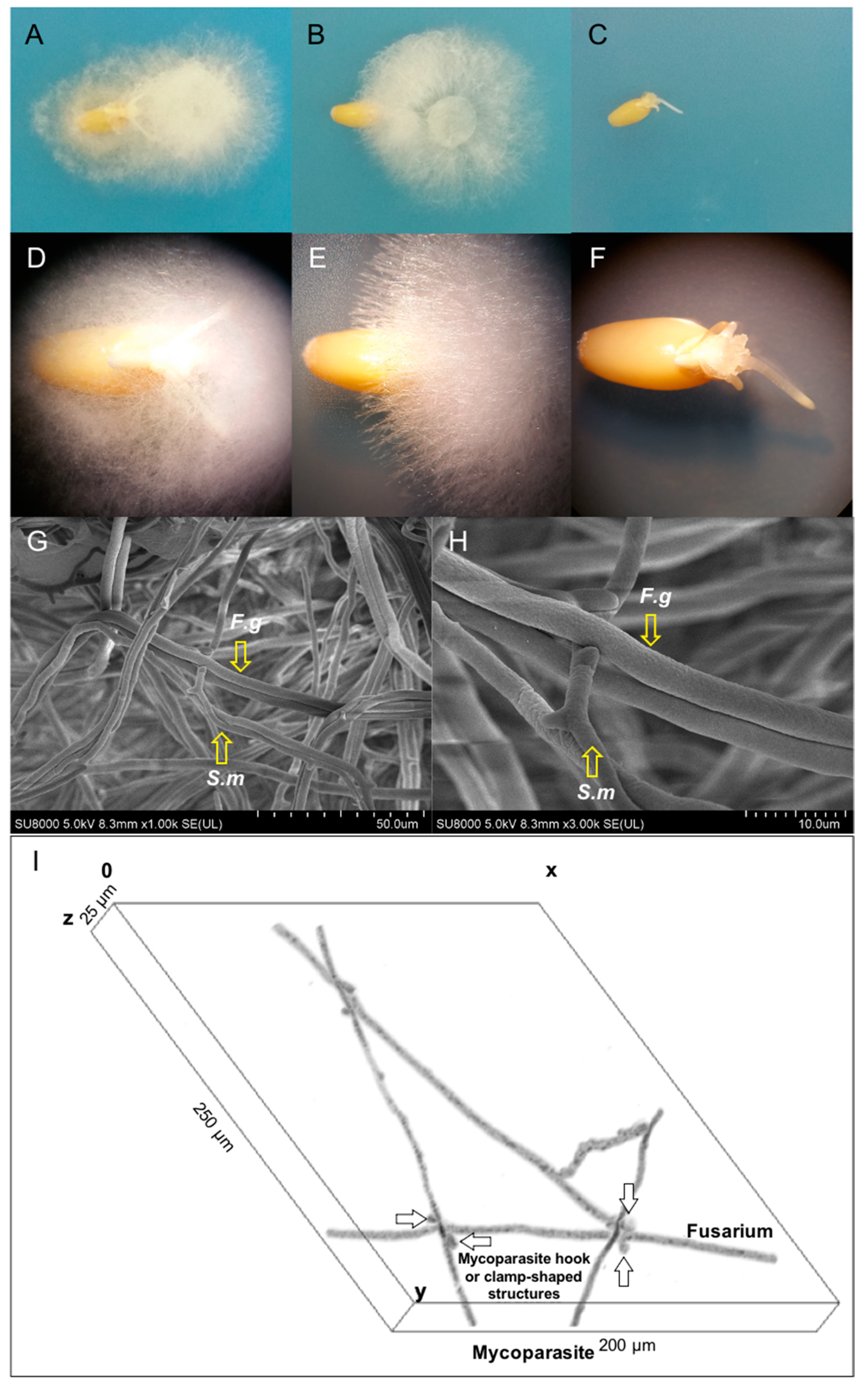 Ijms 22 02461 g001 Ijms 22 02461 g001