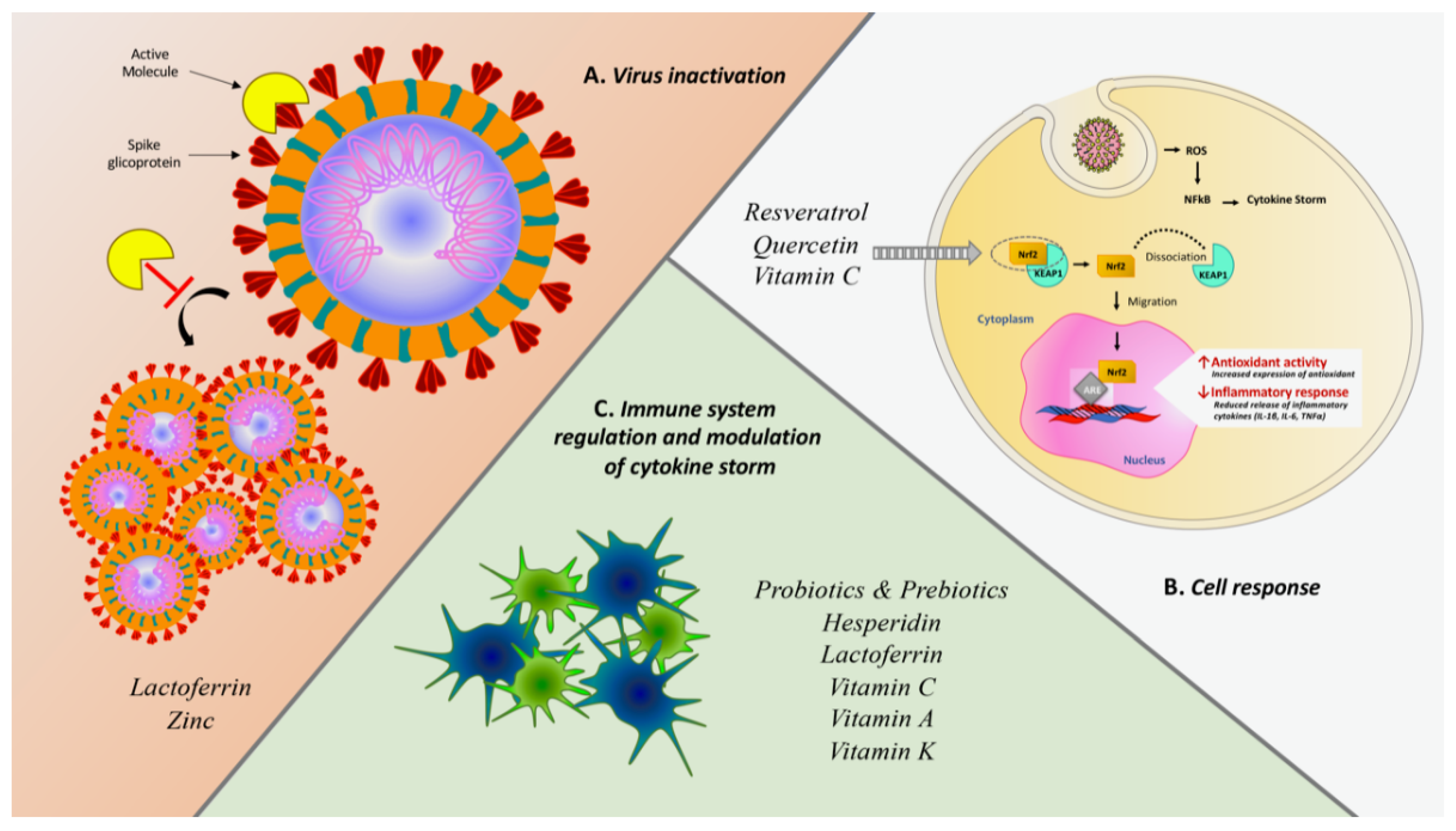 Ijms Free Full Text Nutraceuticals In The Prevention Of Viral Infections Including Covid 19 Among The Pediatric Population A Review Of The Literature Html
