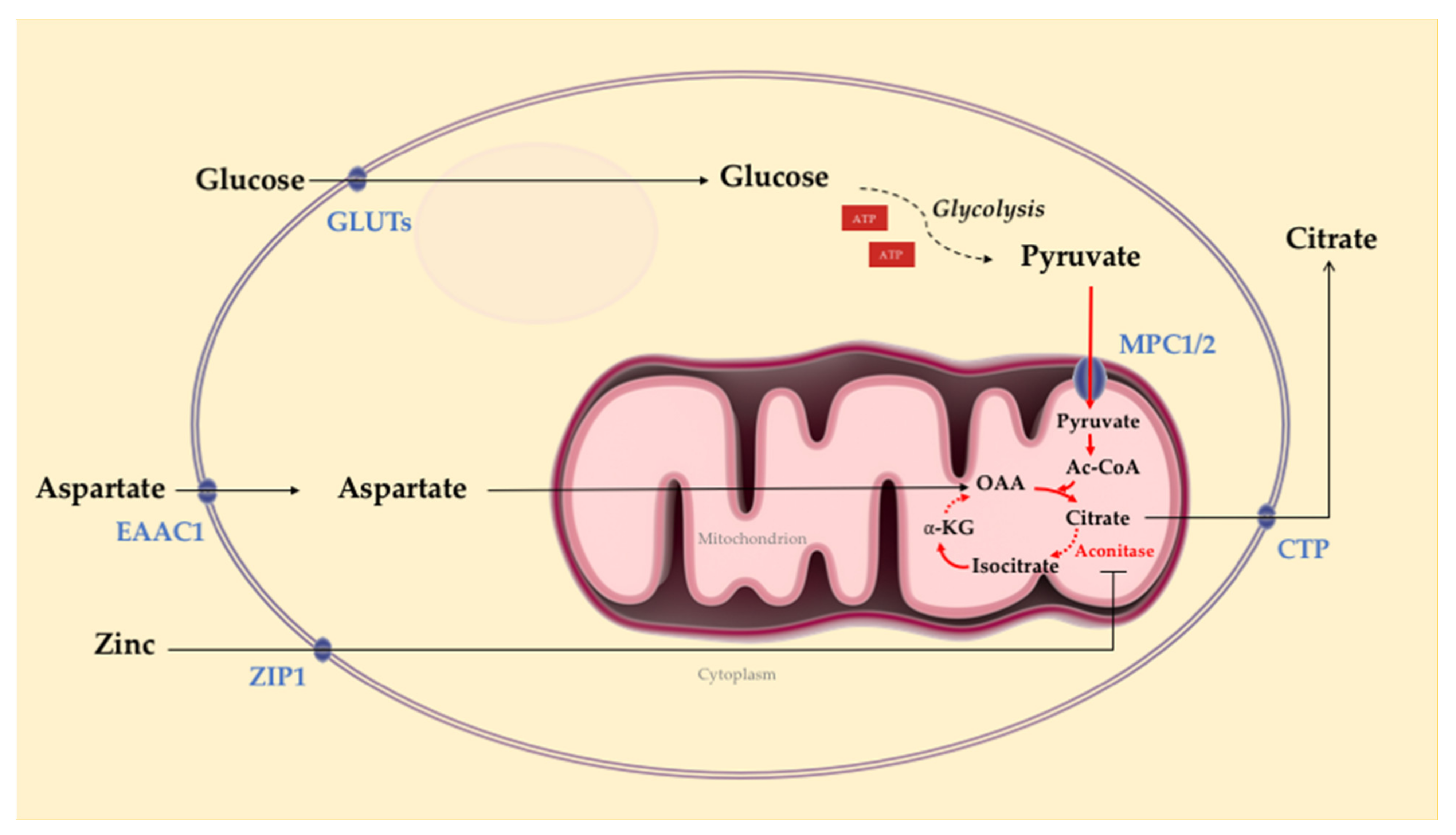AMNP 01 prostatitisrel
