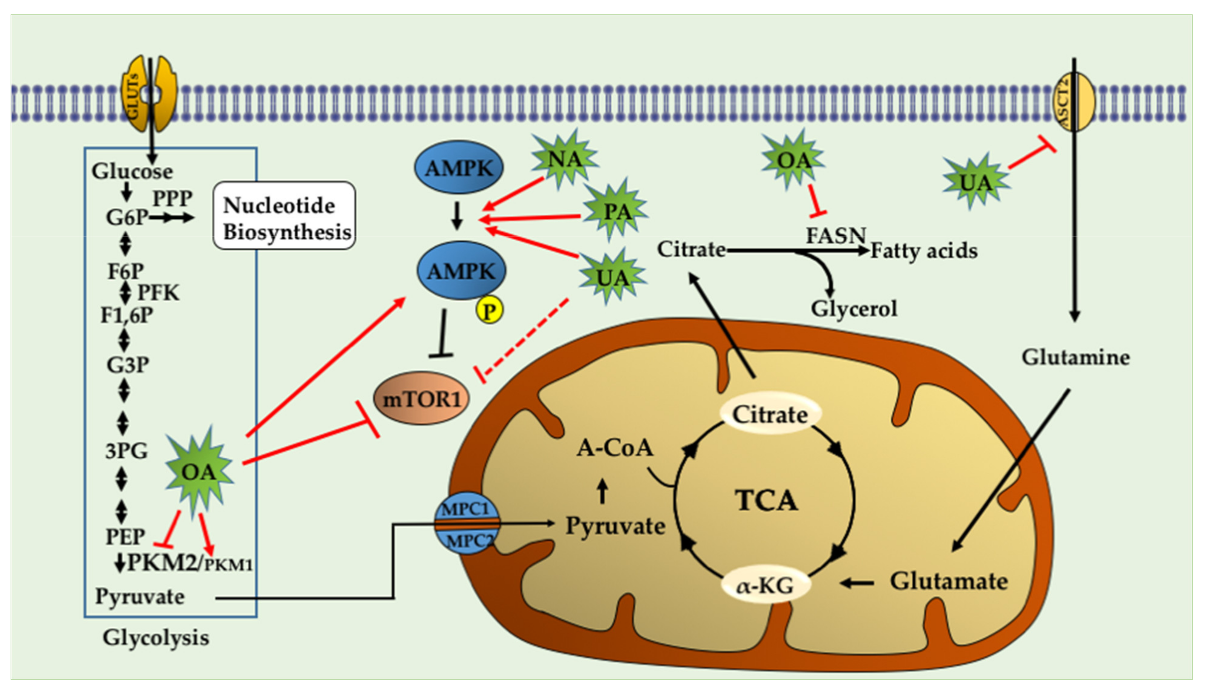 New Insights into the Biological and Pharmaceutical Properties of Royal Jelly