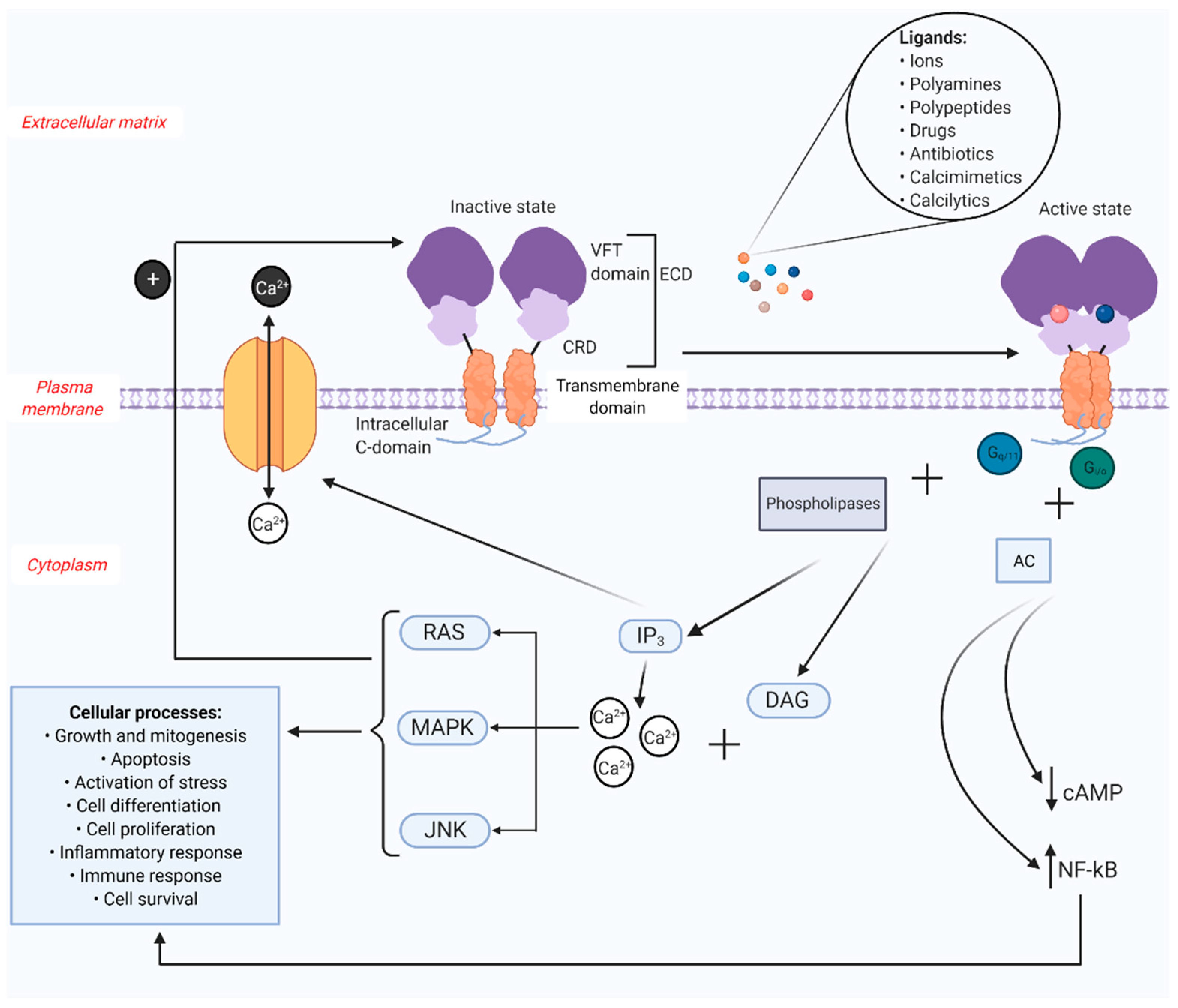 Ijms Free Full Text Calcium Sensing Receptor Casr Its Impact On Inflammation And The Consequences On Cardiovascular Health Html