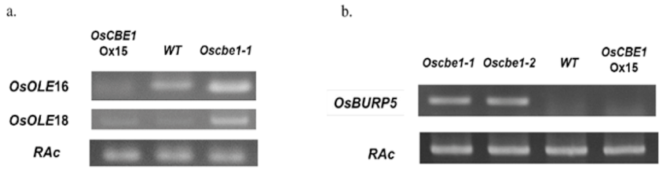 Ijms 22 02487 g006 Ijms 22 02487 g006