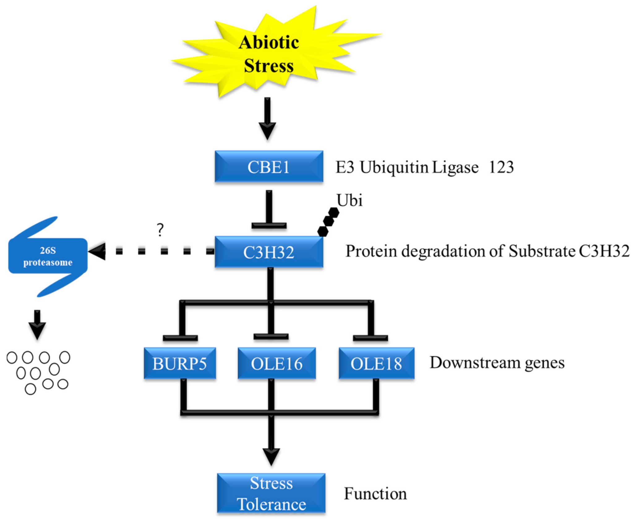 Ijms 22 02487 g007 Ijms 22 02487 g007