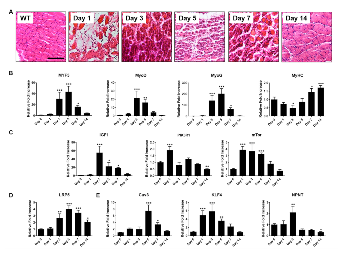 Ijms 22 02488 g006 Ijms 22 02488 g006