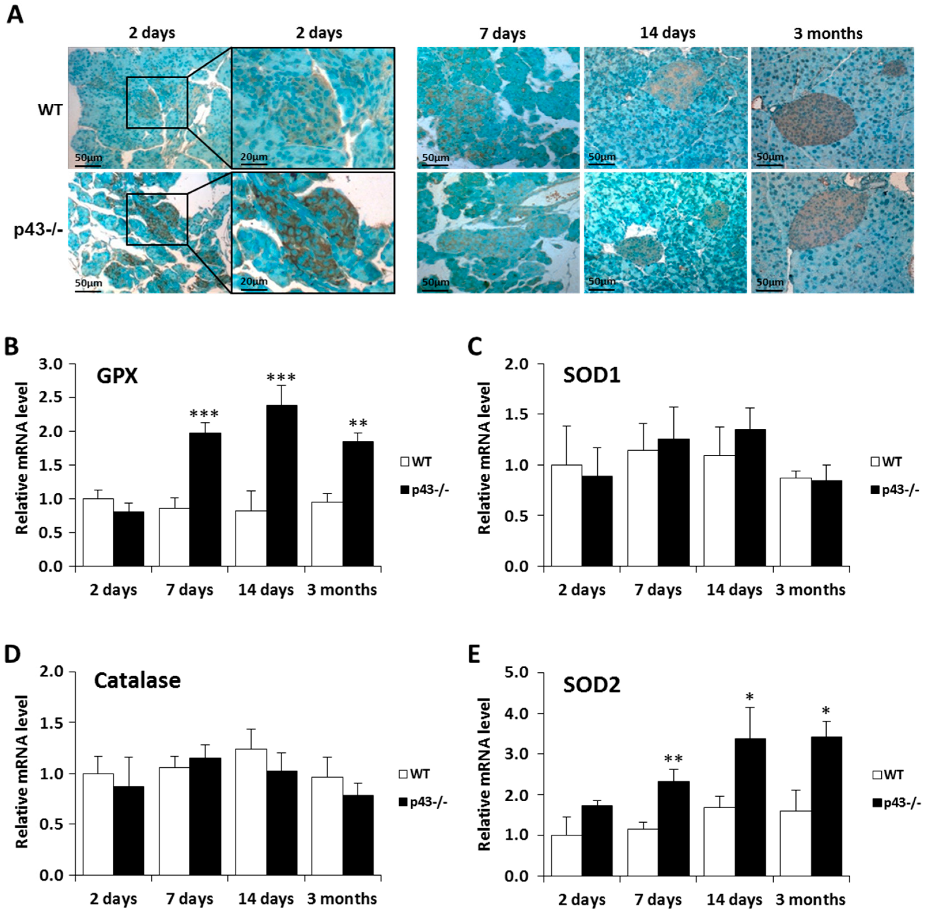 Ijms 22 02489 g005 Ijms 22 02489 g005