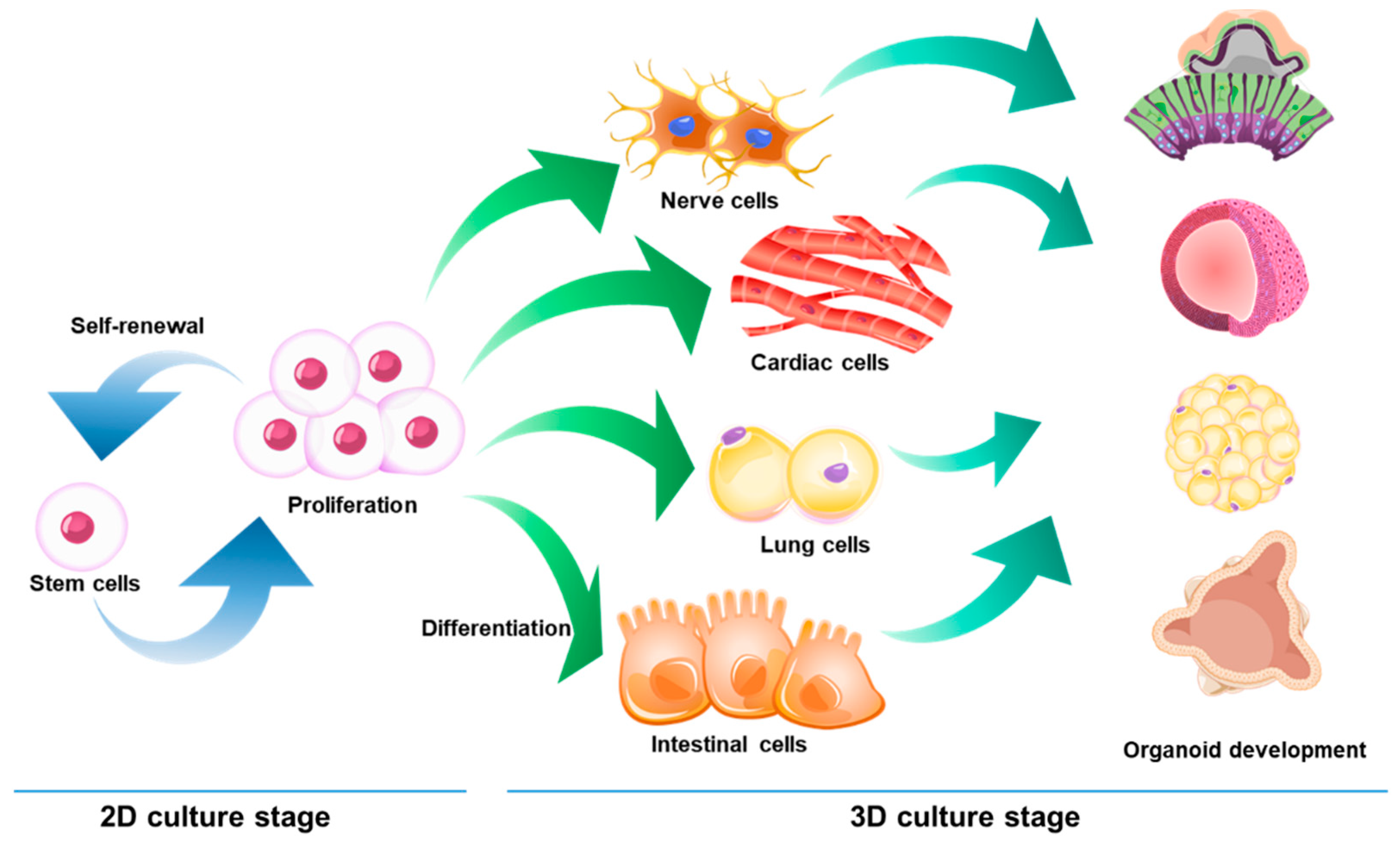 Ijms Free Full Text Applications Of Biomaterials In 3d Cell Culture And Contributions Of 3d Cell Culture To Drug Development And Basic Biomedical Research Html