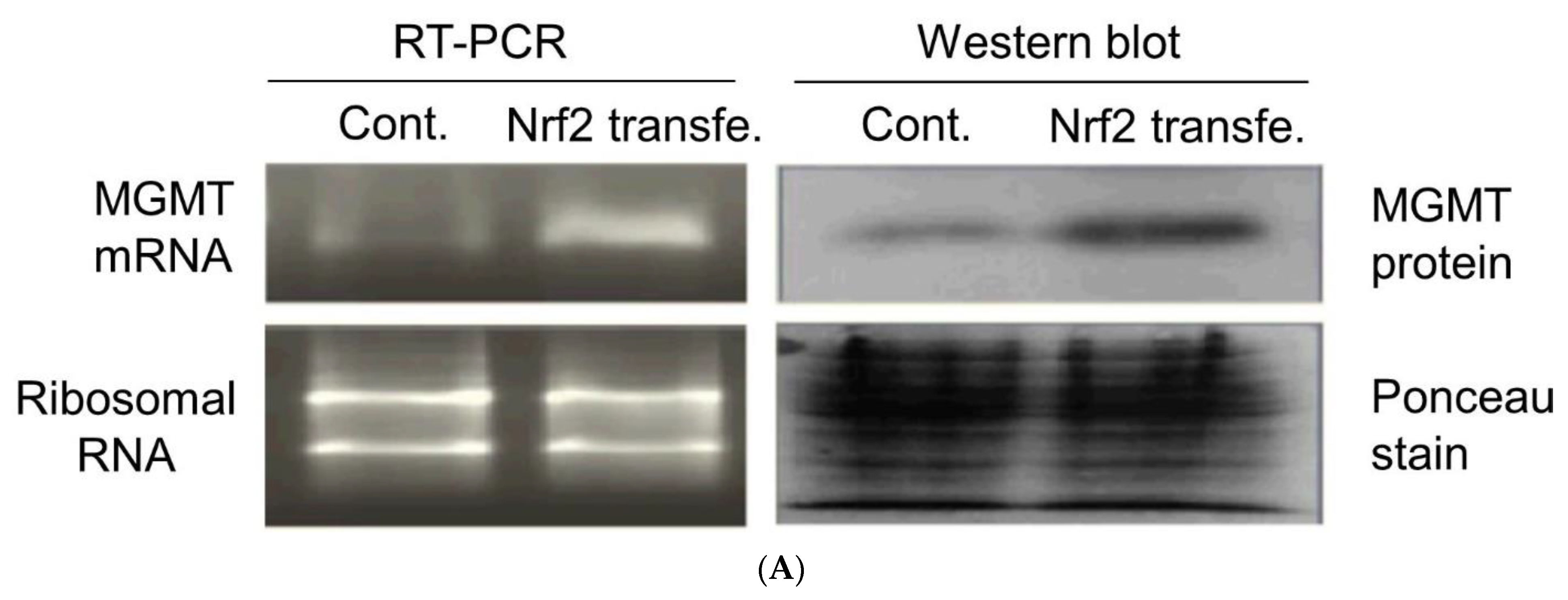 Ijms 22 02492 g003a Ijms 22 02492 g003a