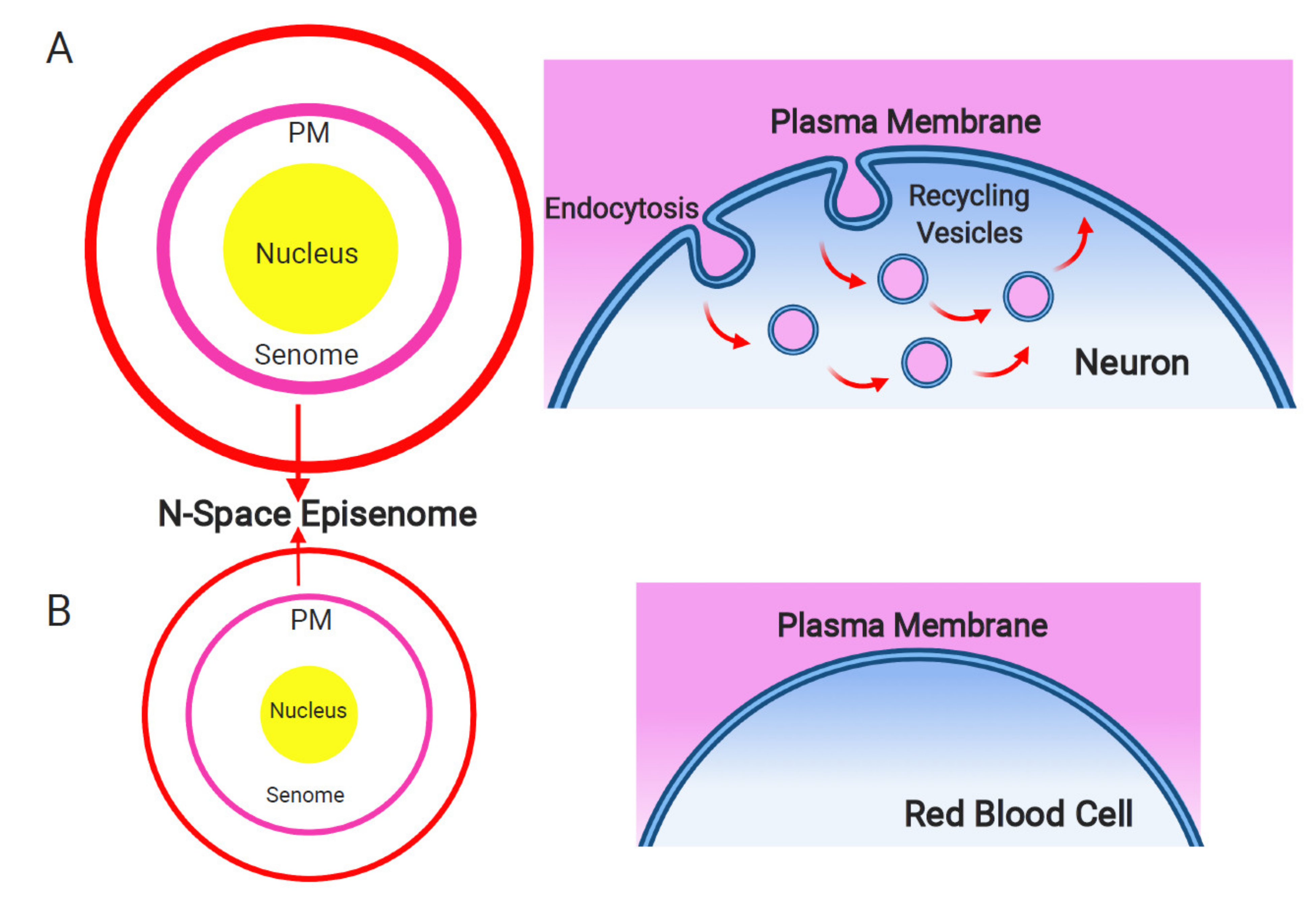 Ijms 22 02545 g001 Ijms 22 02545 g001