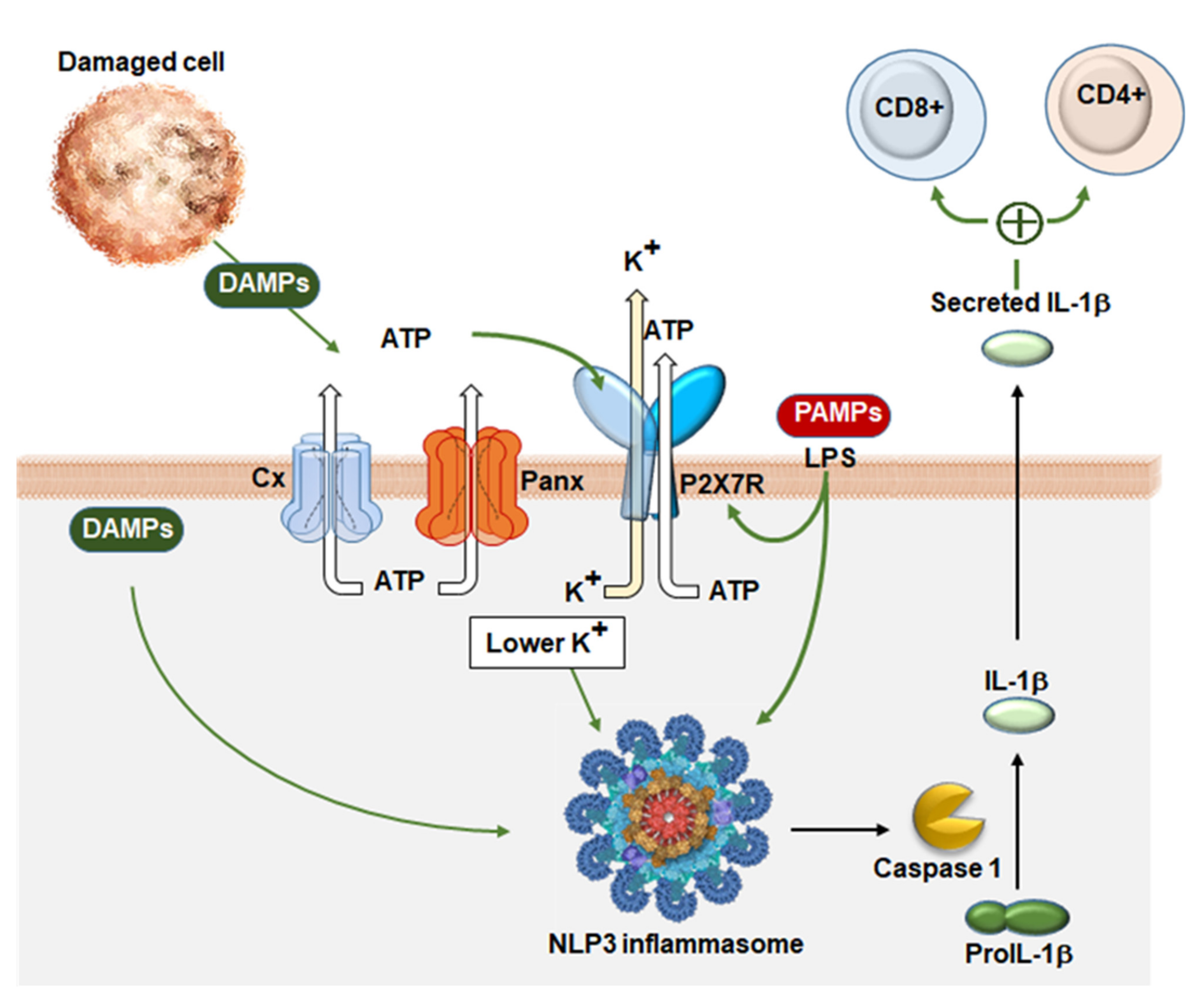 Ijms 22 02550 g003 Ijms 22 02550 g003