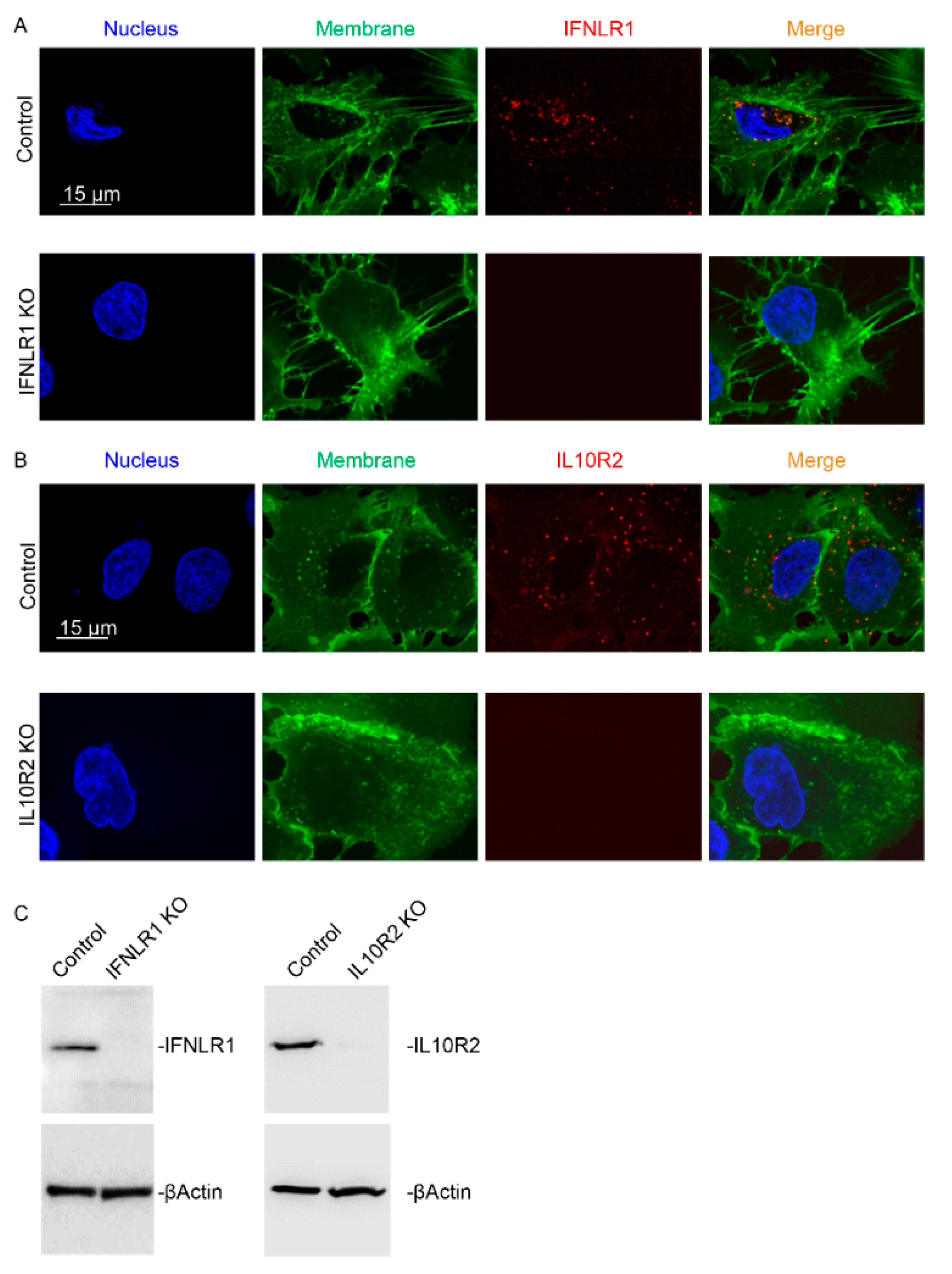 Ijms 22 02560 g005 Ijms 22 02560 g005