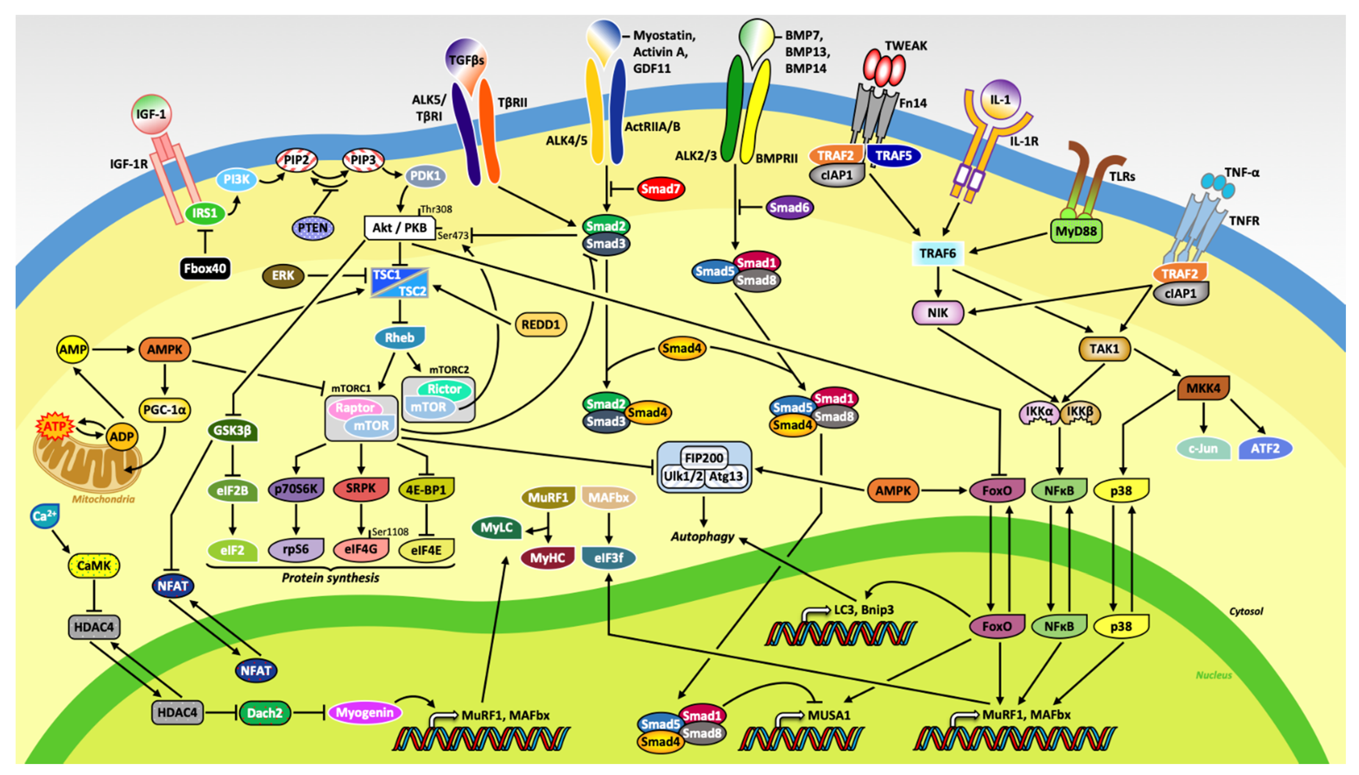 Ijms 22 02567 g001 Ijms 22 02567 g001