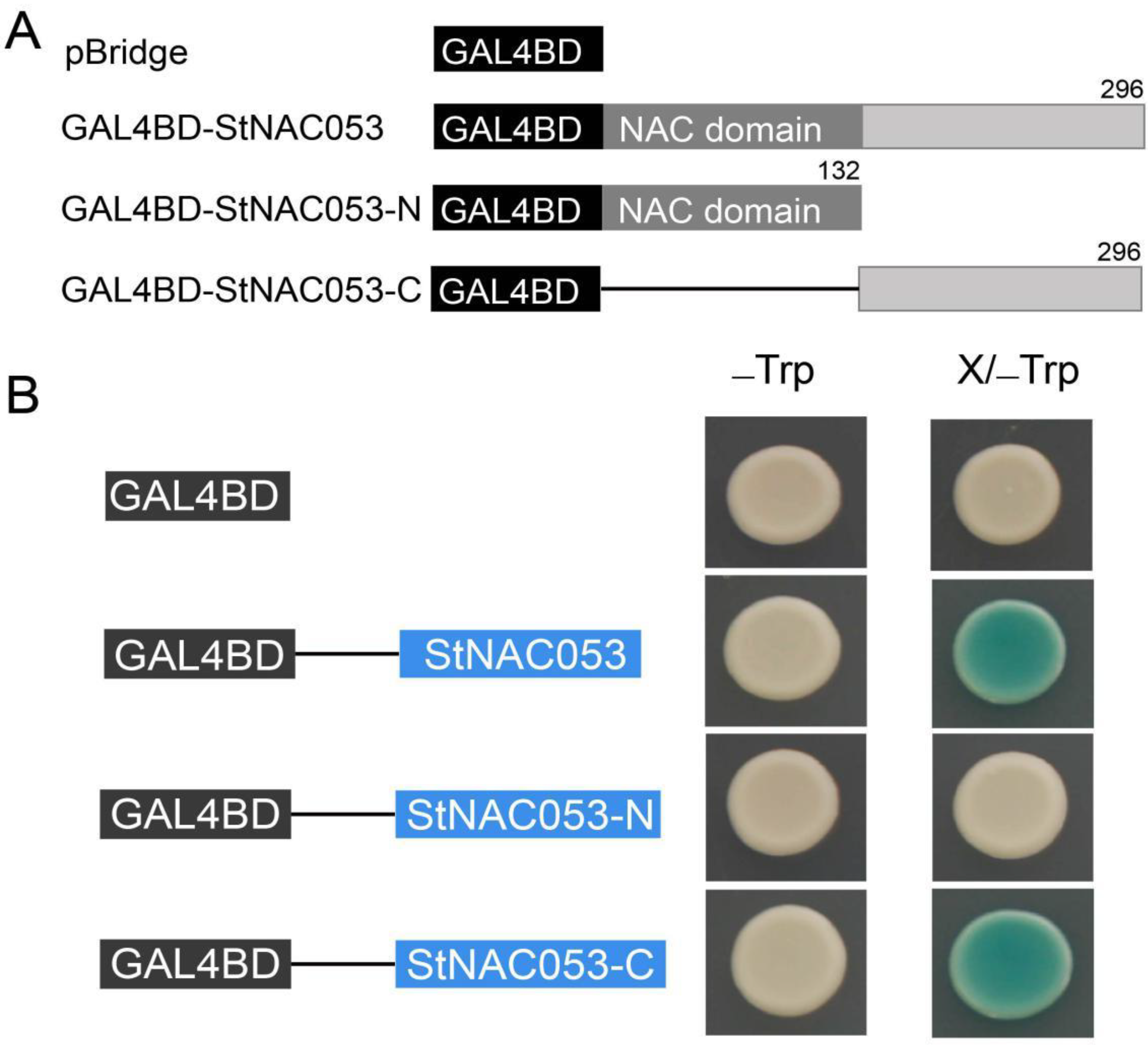 Ijms 22 02568 g005 Ijms 22 02568 g005