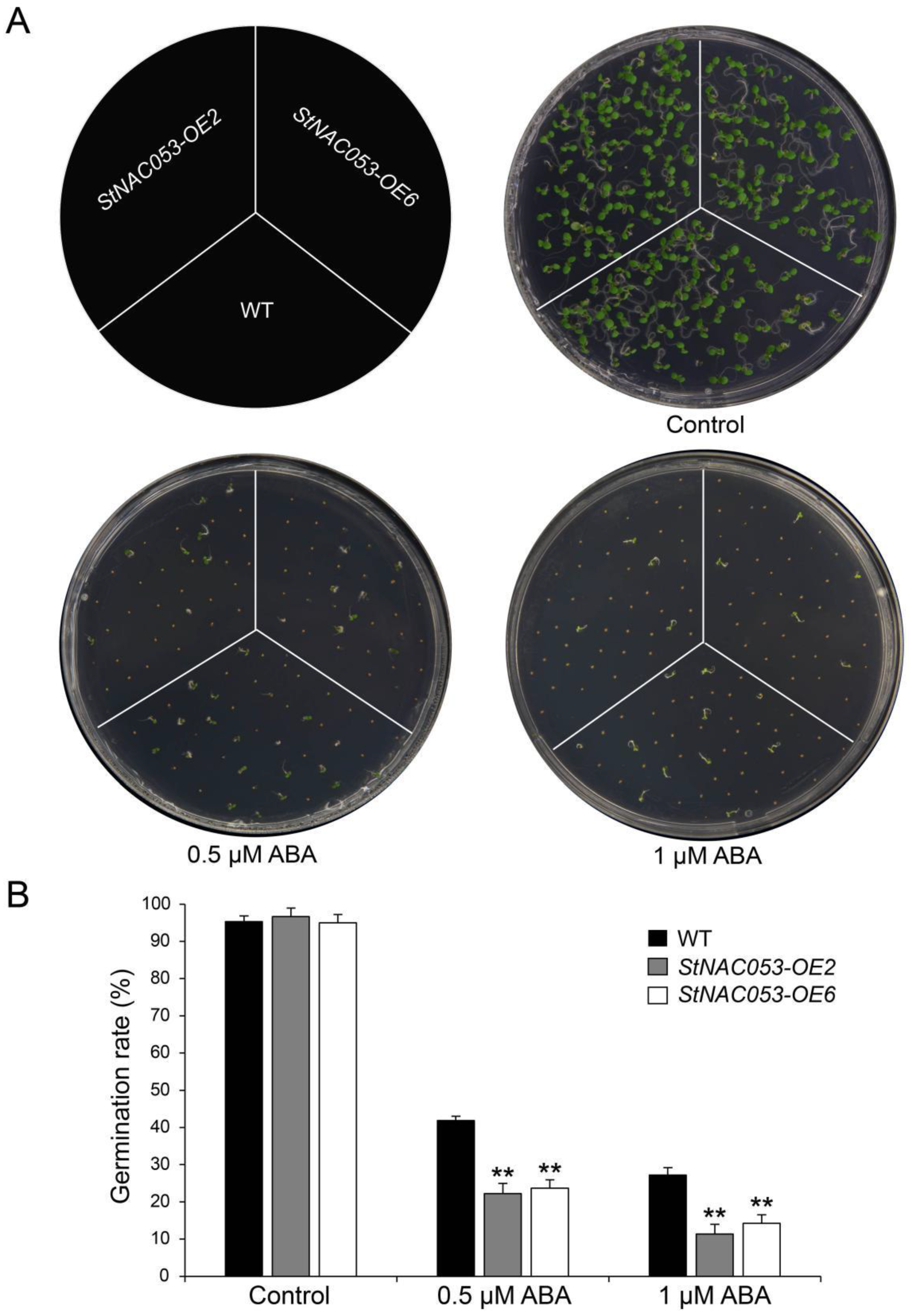 Ijms 22 02568 g006 Ijms 22 02568 g006