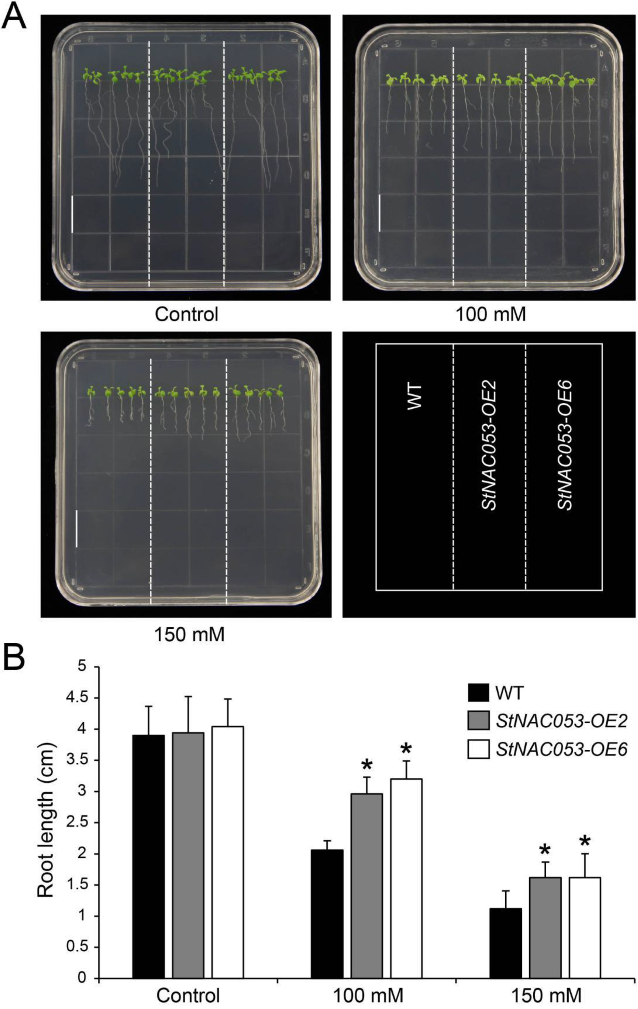 Ijms 22 02568 g008 Ijms 22 02568 g008