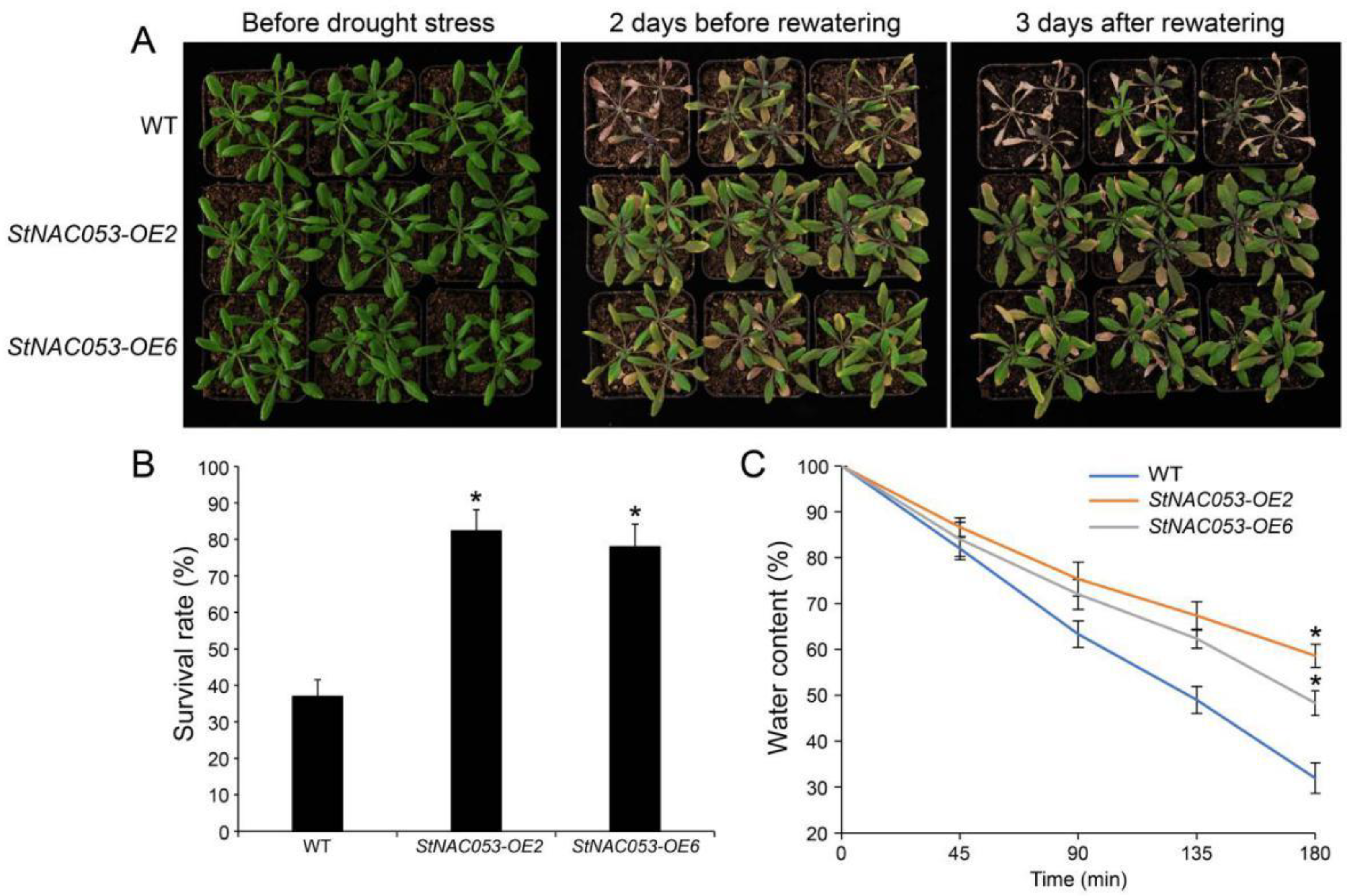 Ijms 22 02568 g009 Ijms 22 02568 g009