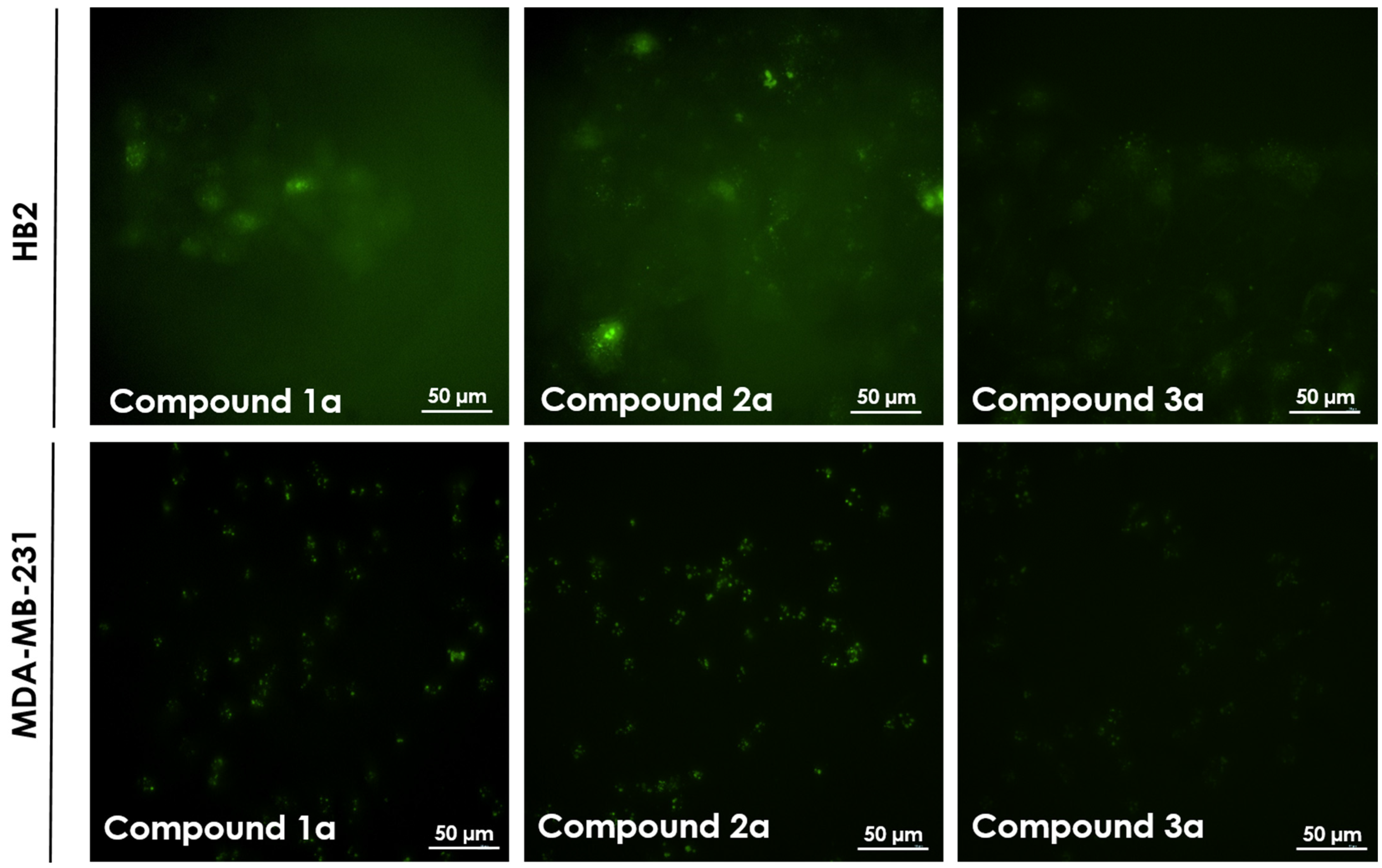 Ijms 22 02571 g004 Ijms 22 02571 g004