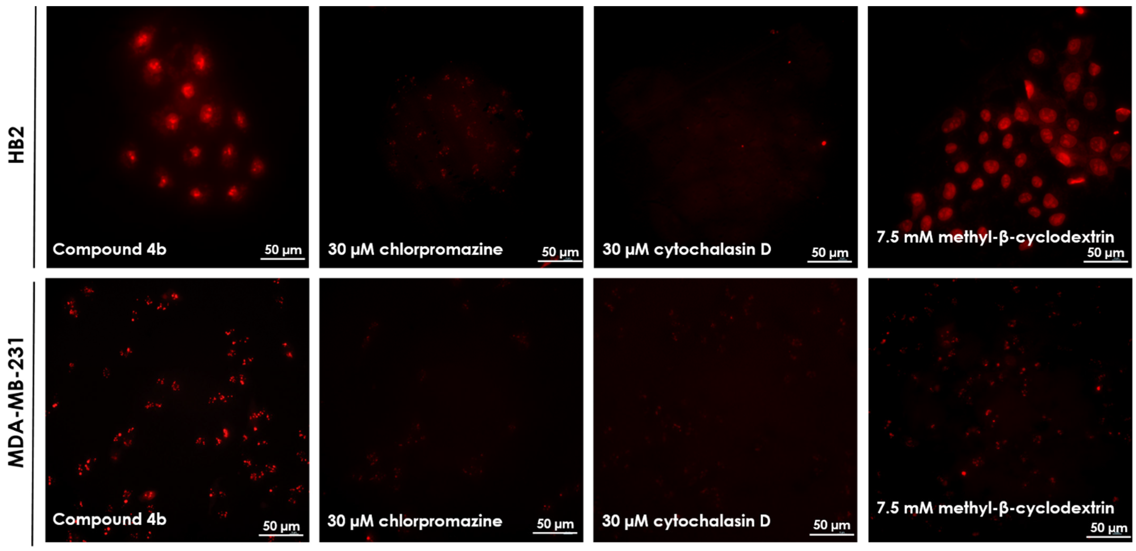 Ijms 22 02571 g005 Ijms 22 02571 g005