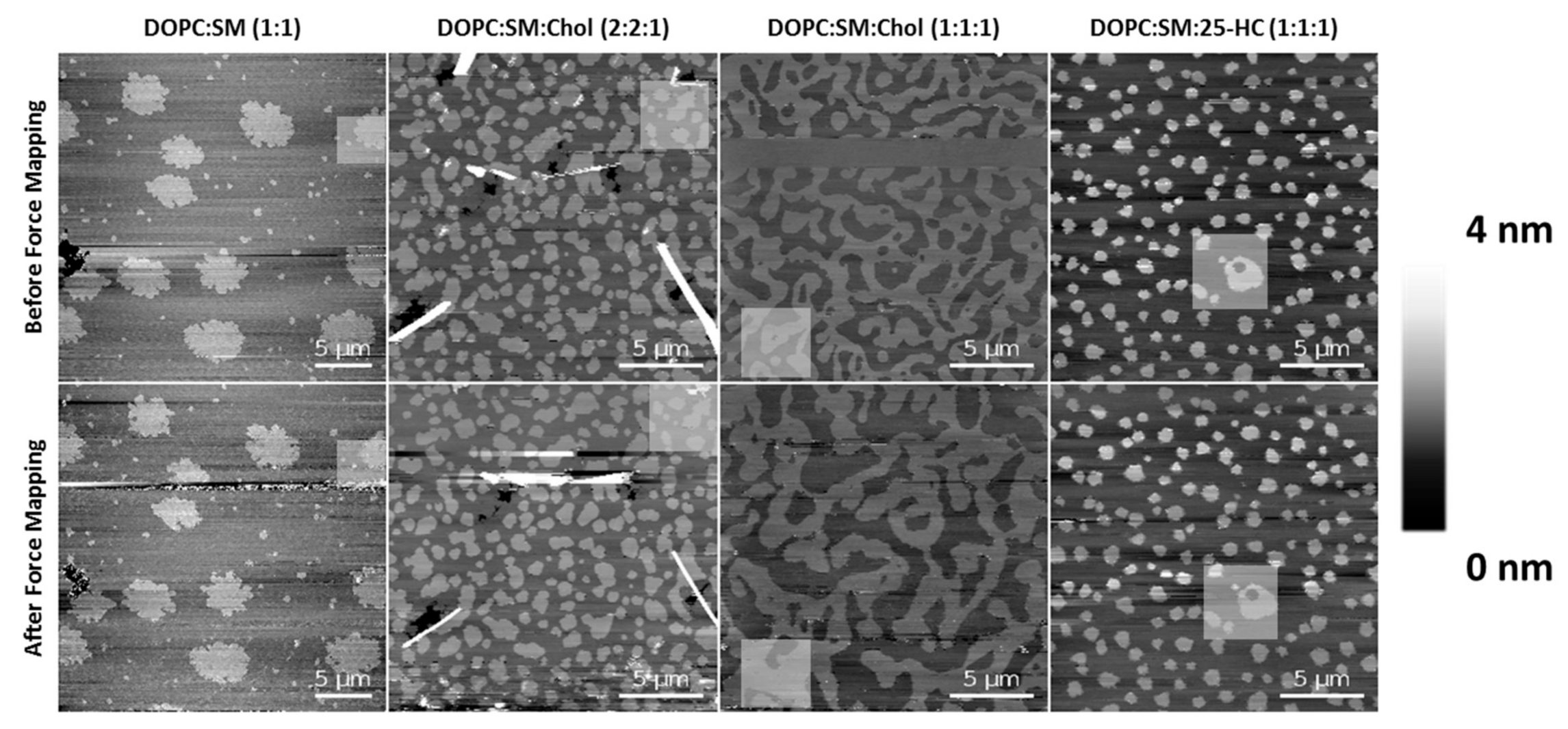 Ijms 22 02574 g006 Ijms 22 02574 g006