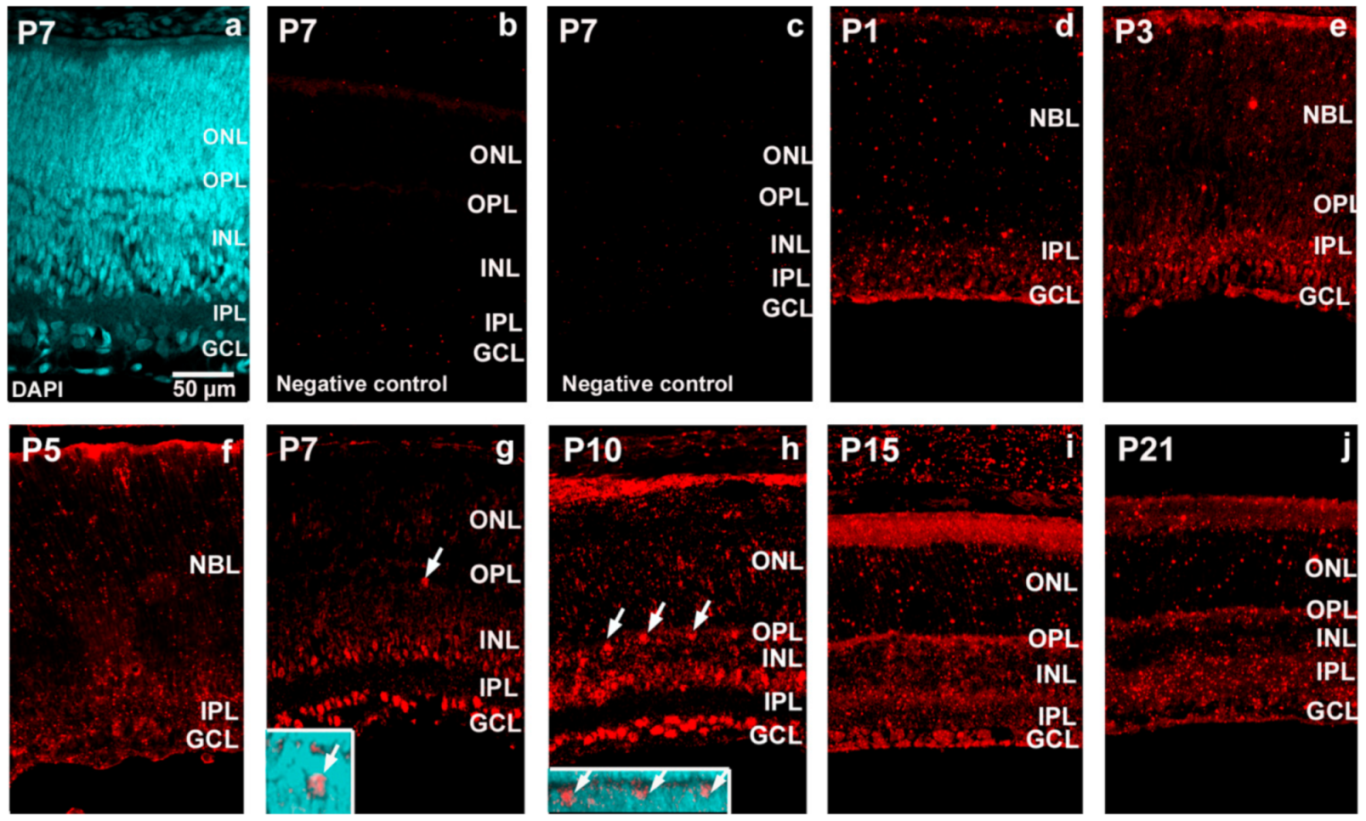 Ijms 22 02577 g004 Ijms 22 02577 g004