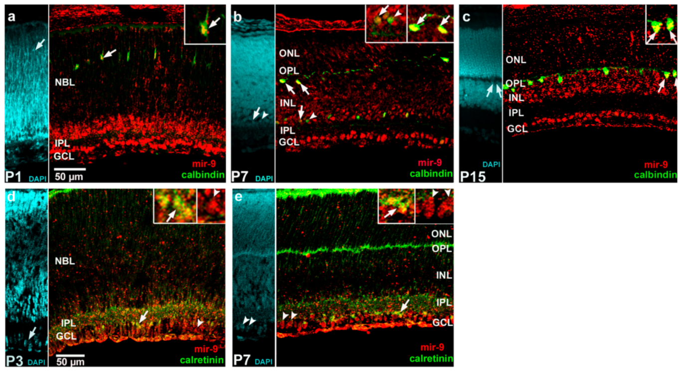 Ijms 22 02577 g005 Ijms 22 02577 g005