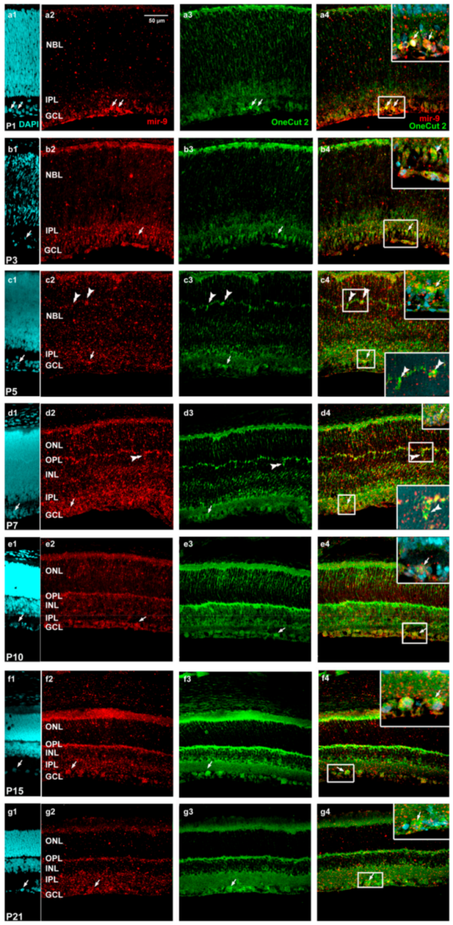 Ijms 22 02577 g007 Ijms 22 02577 g007