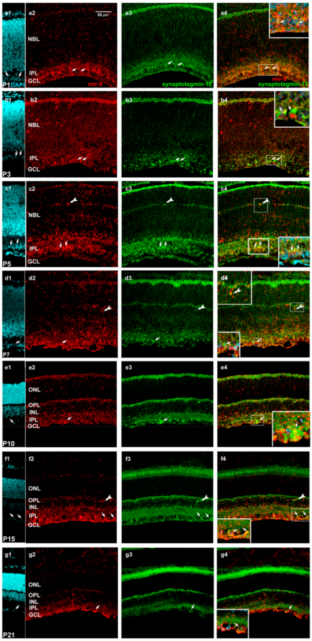 Ijms 22 02577 g008 Ijms 22 02577 g008