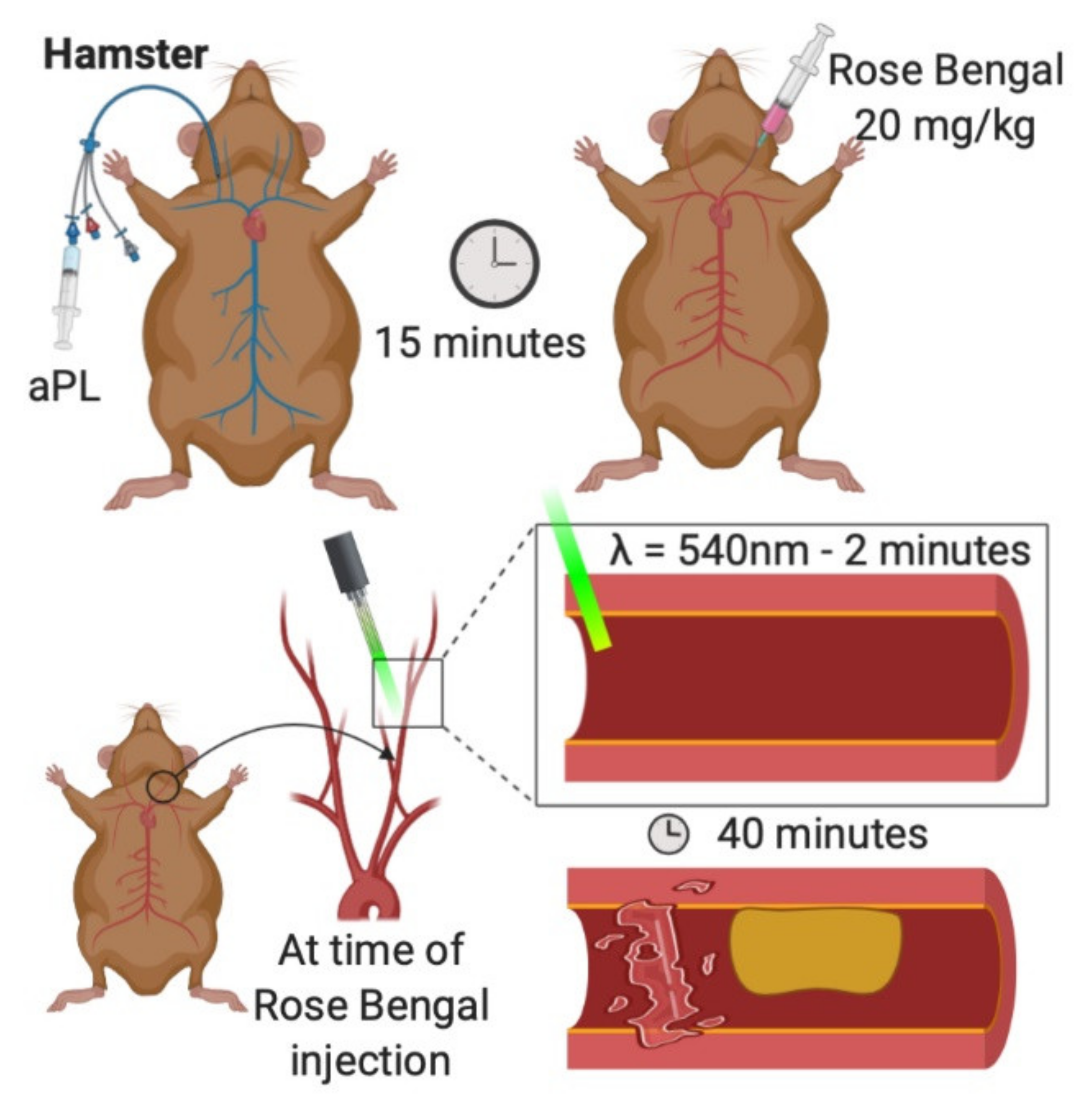 Ijms 22 02588 g002 Ijms 22 02588 g002