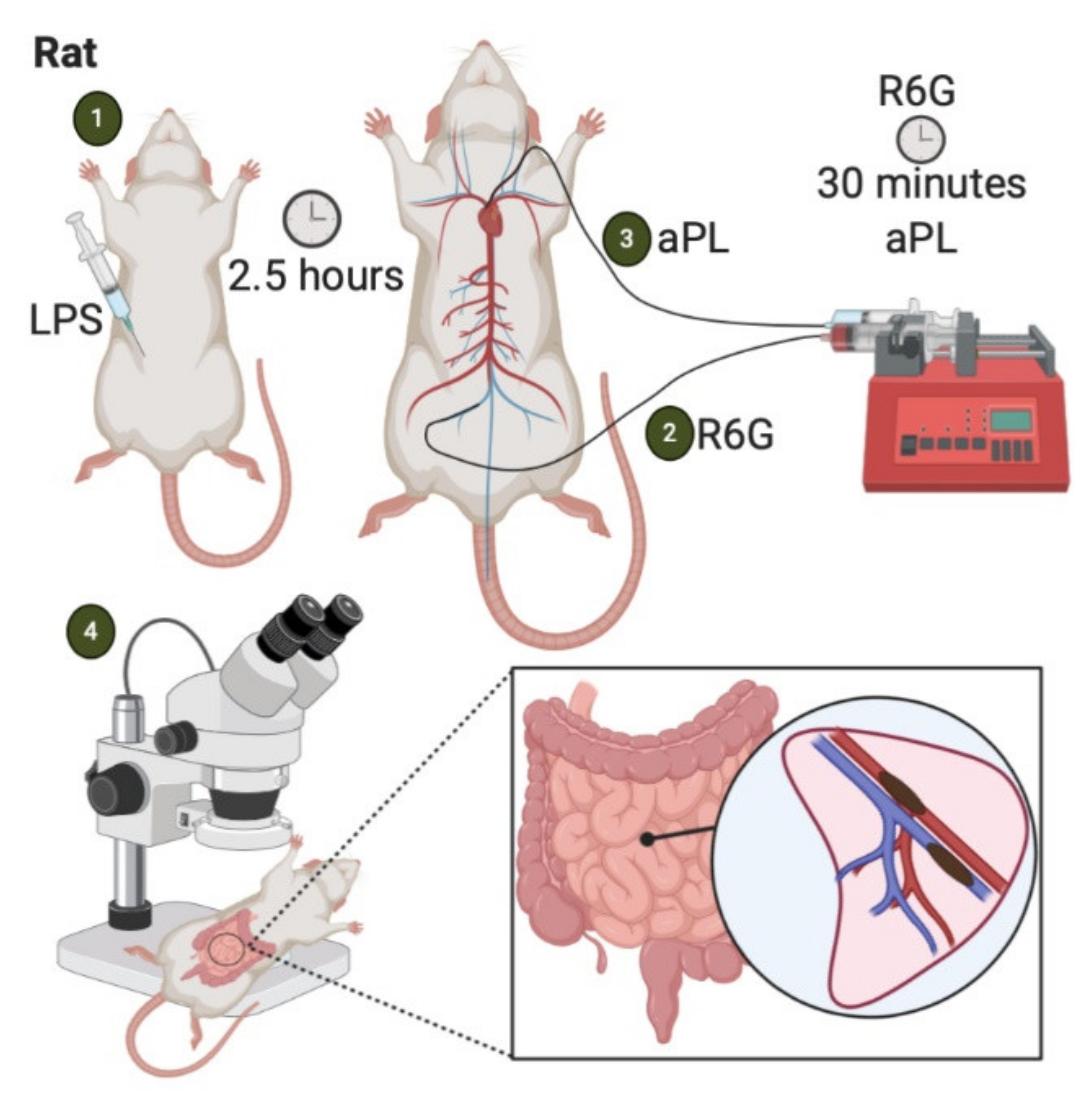 Ijms 22 02588 g004 Ijms 22 02588 g004