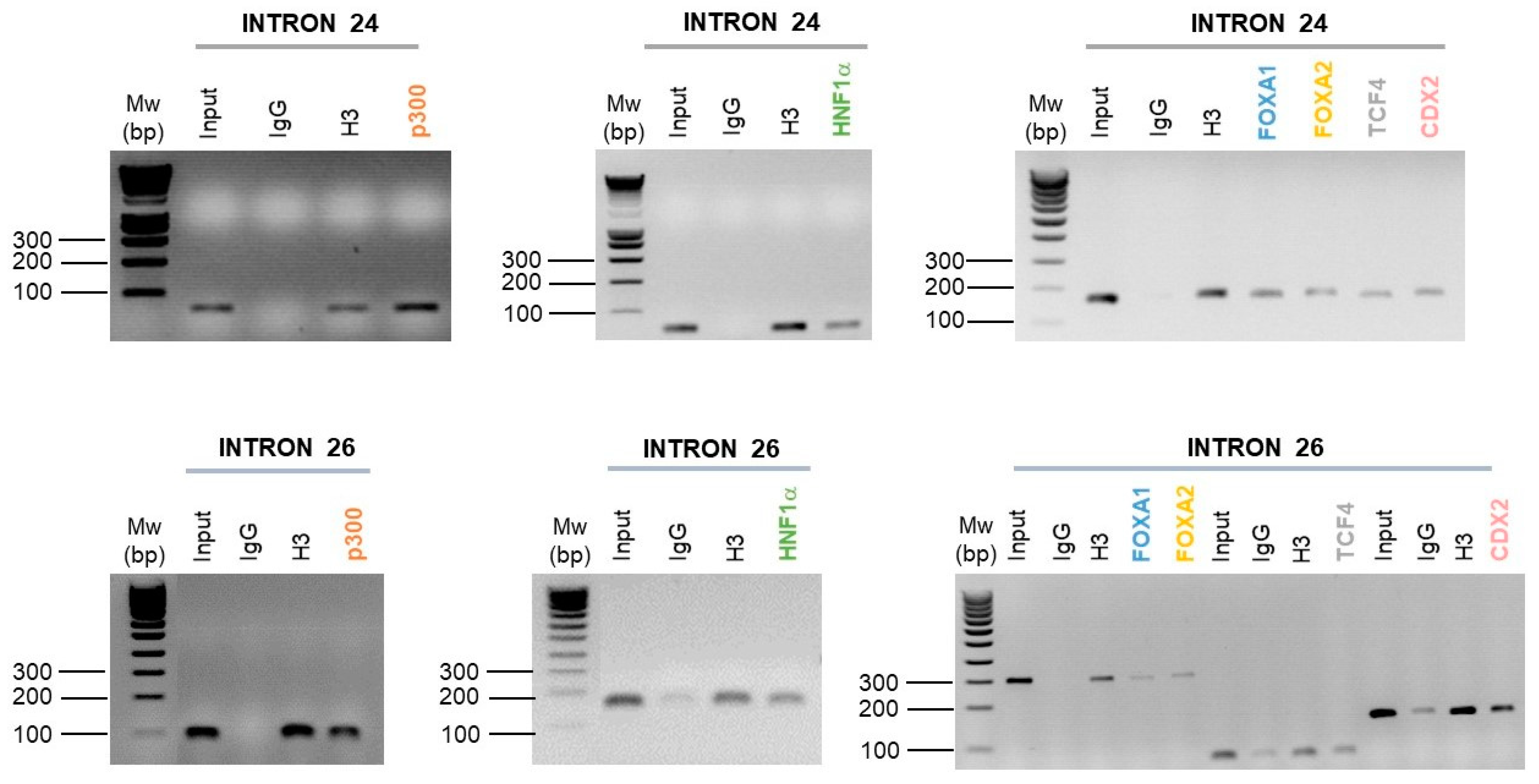 Ijms 22 02599 g005 Ijms 22 02599 g005