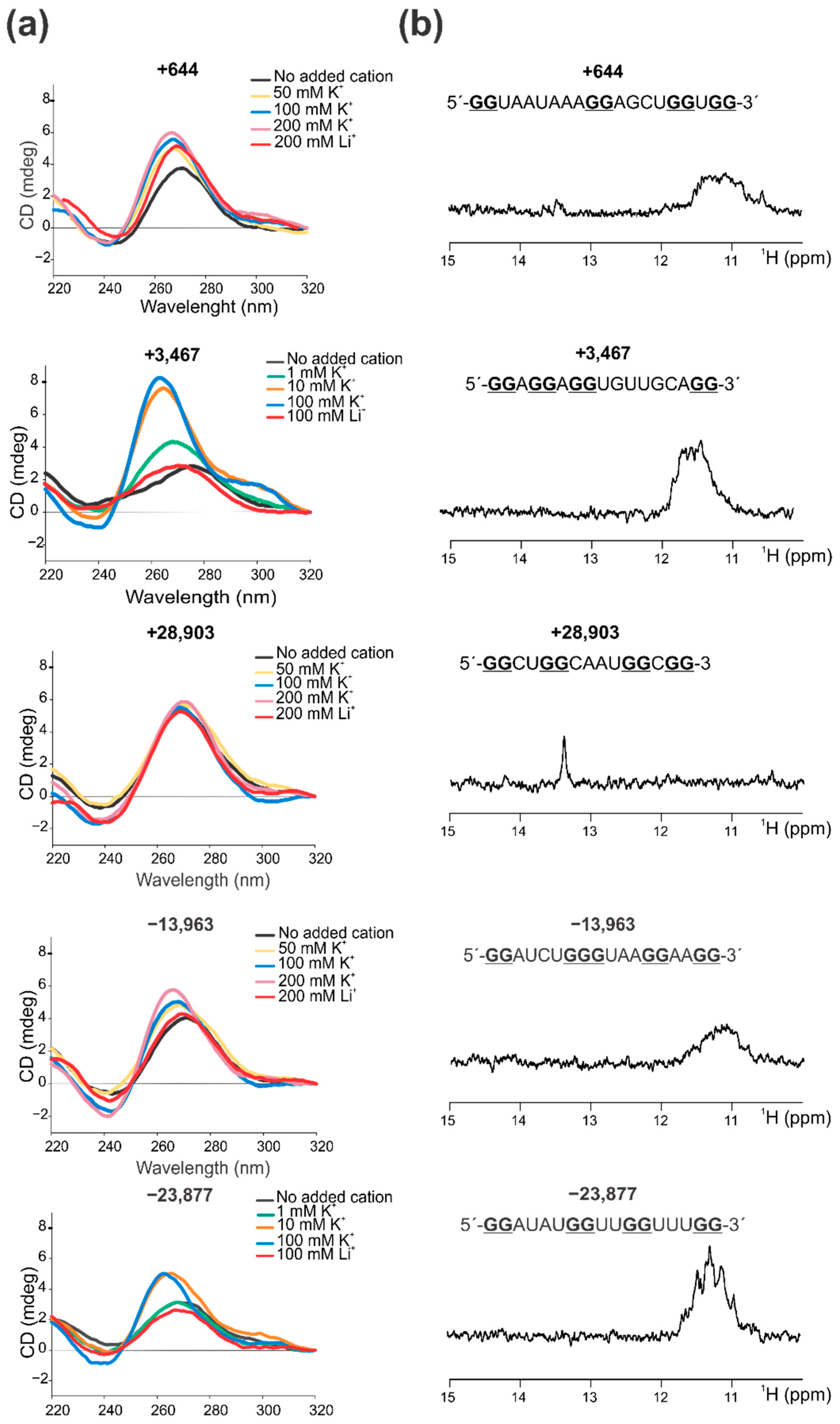 【日本産】 CNBP Binds and Unfolds In Vitro G-Quadruplexes Formed in the クールガール
