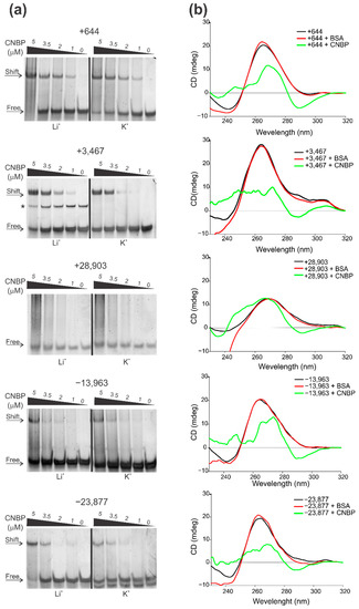 Thioredoxin, a regulator of gene expression | Oncogene