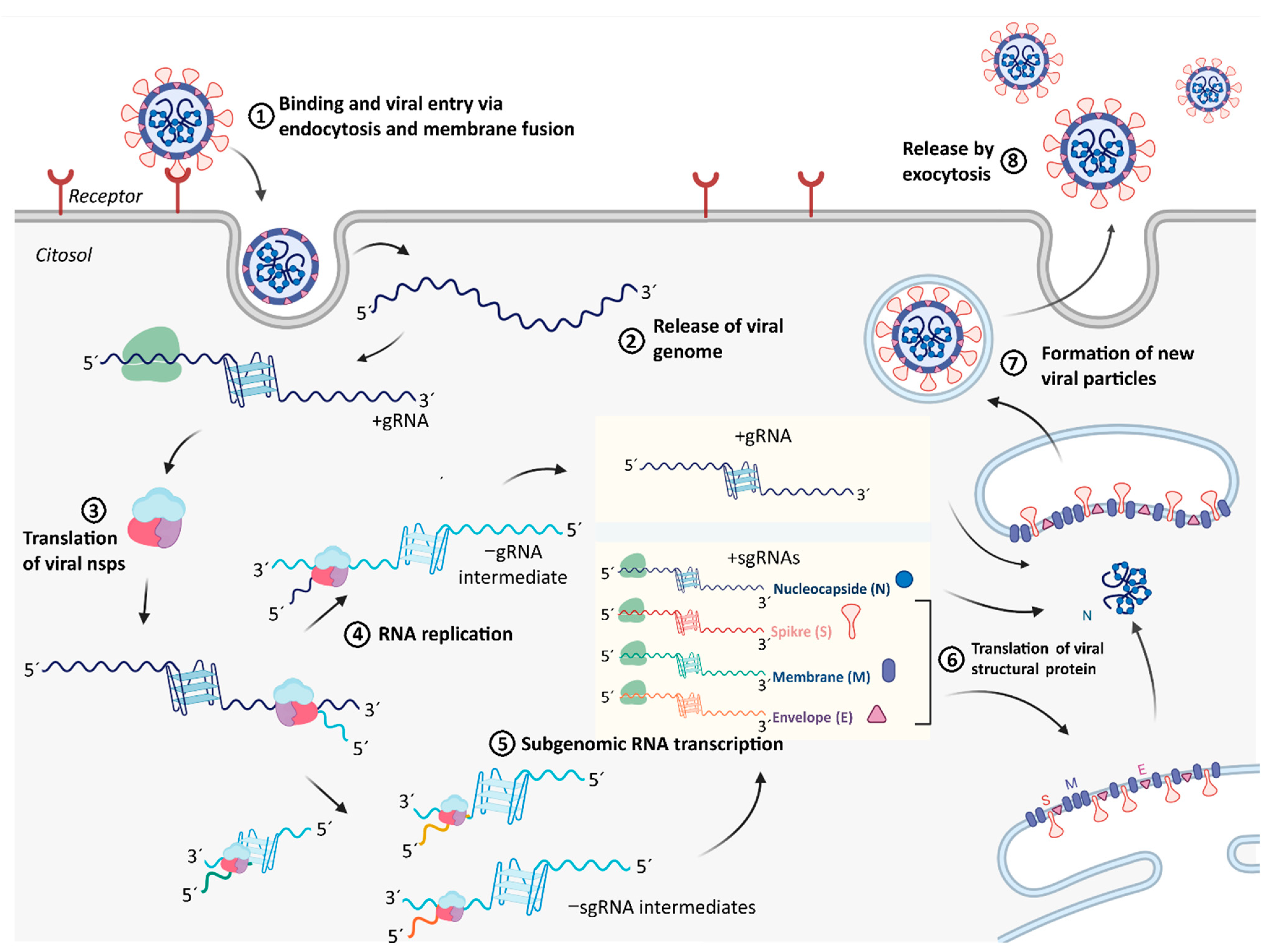 CNBP Binds and Unfolds In Vitro G-Quadruplexes Formed in the