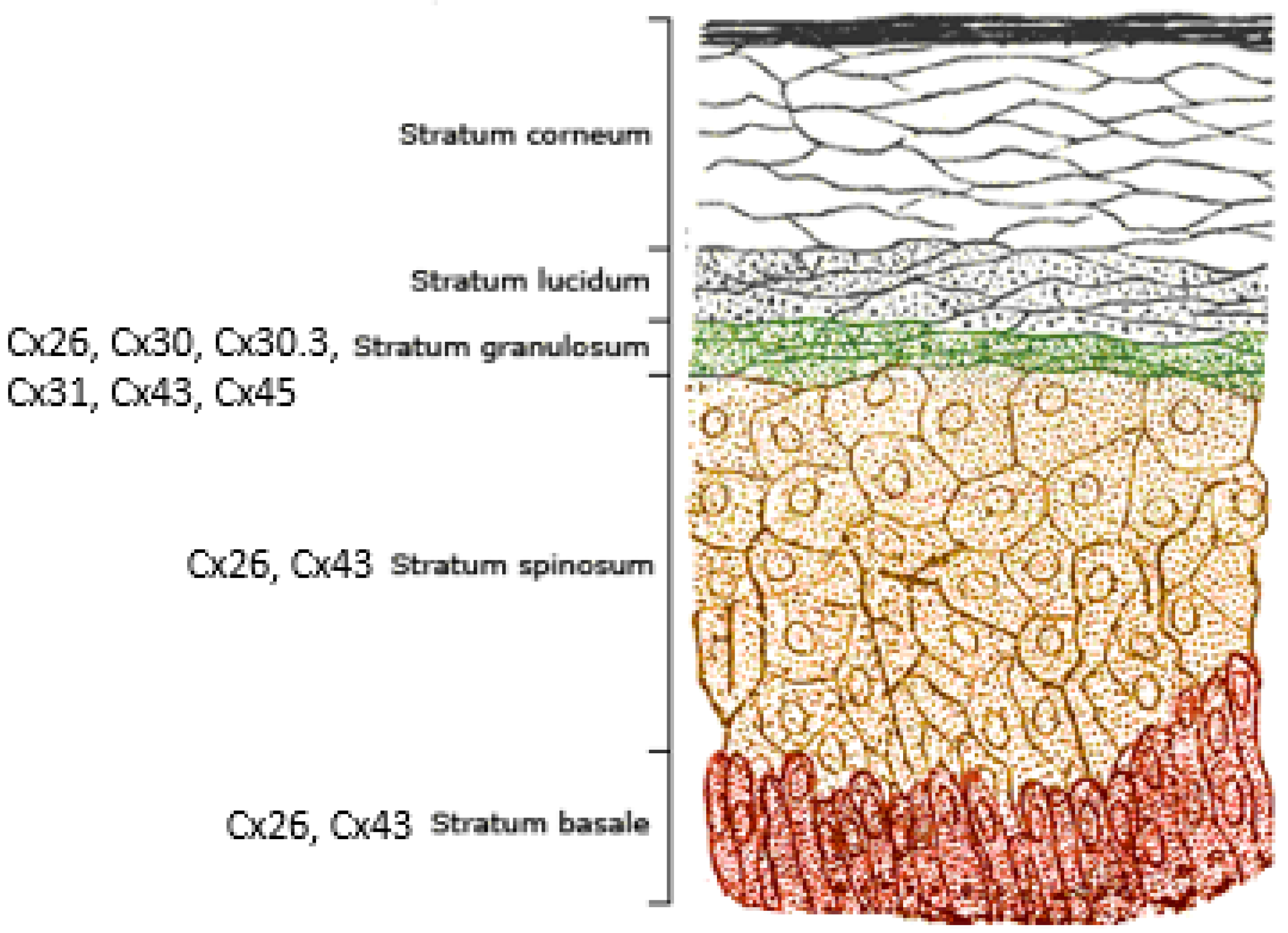 Ijms 22 02615 g002 Ijms 22 02615 g002