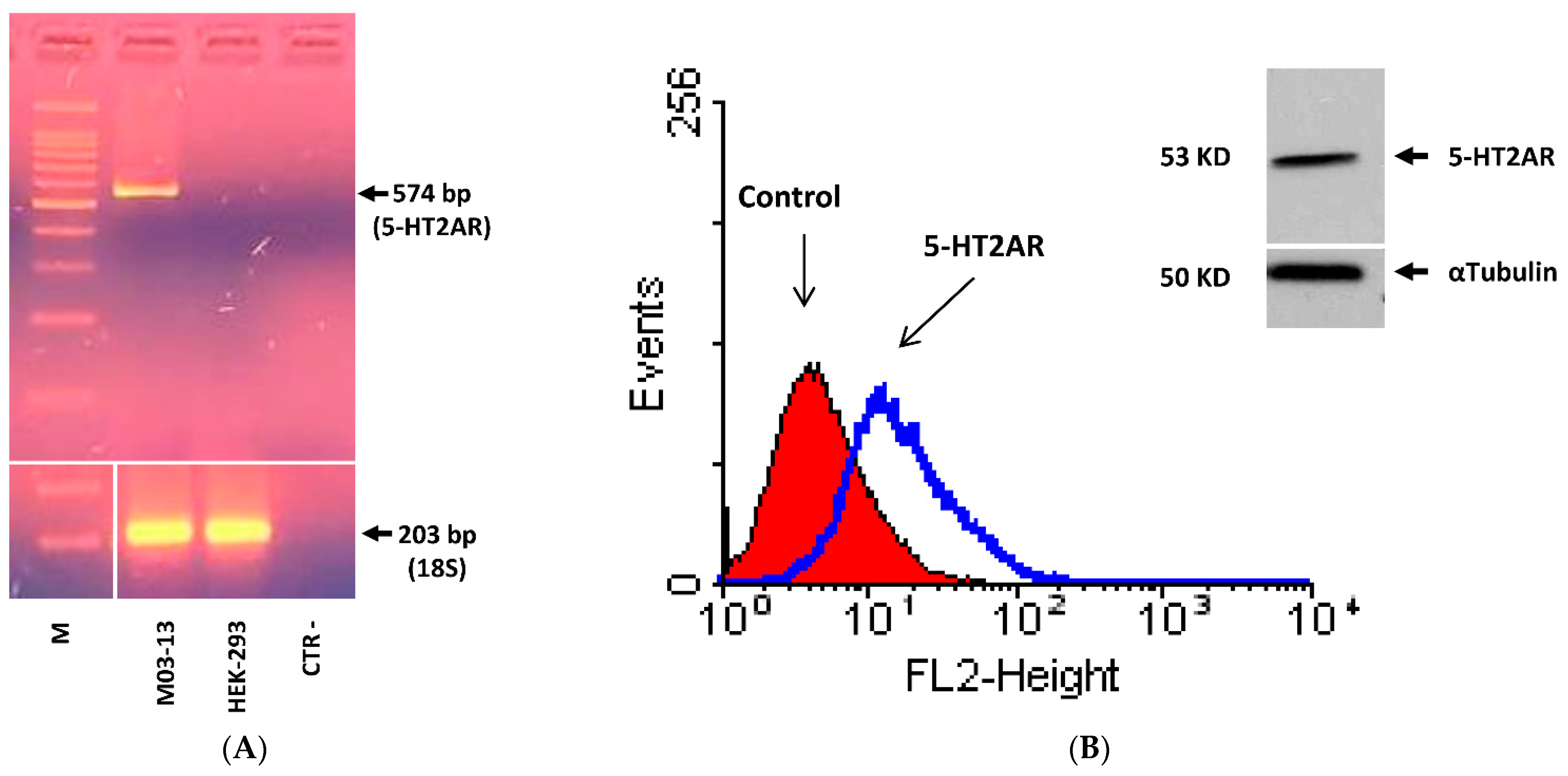 Ijms 22 02621 g001a Ijms 22 02621 g001a