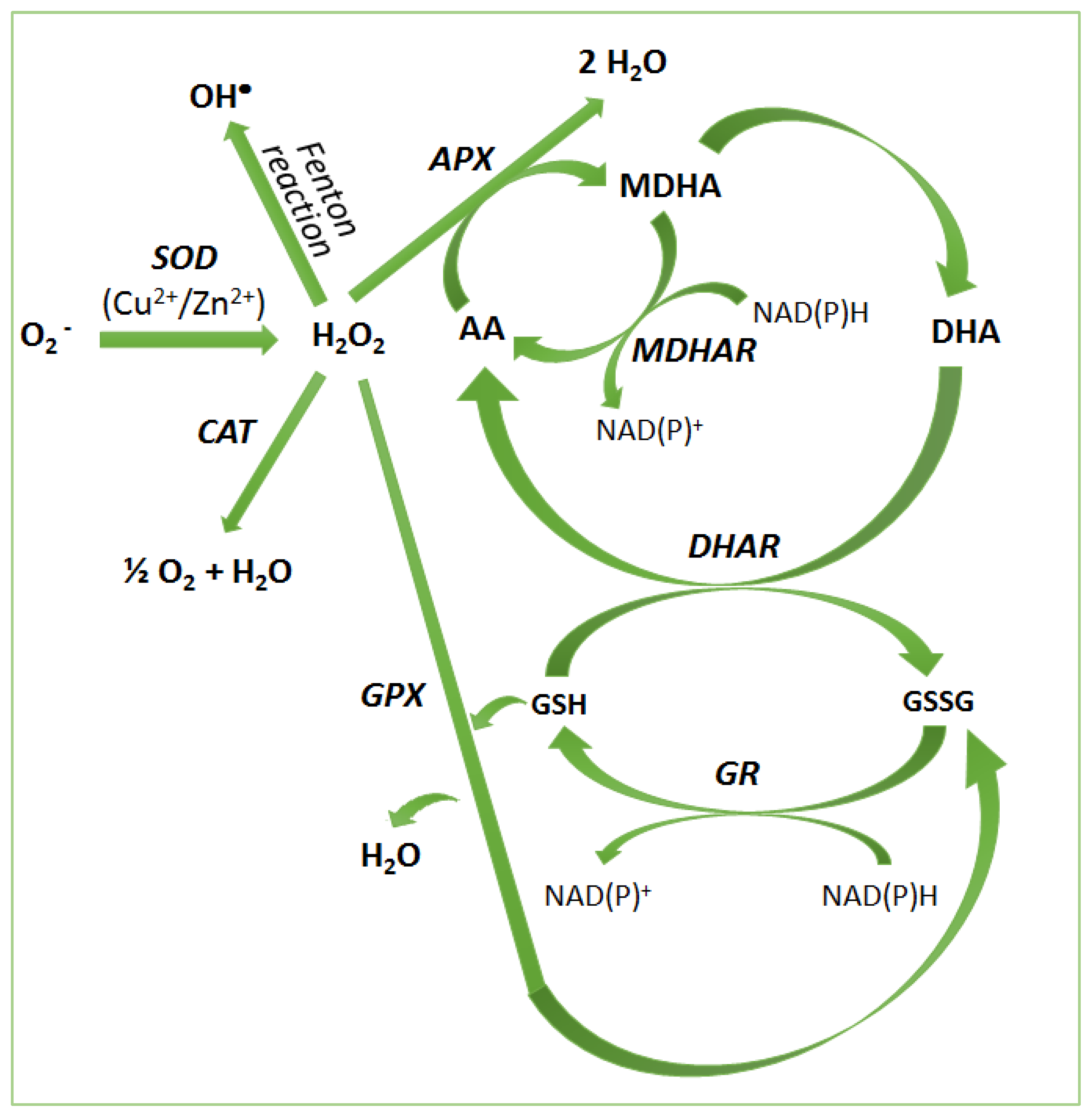 Ijms 22 02633 g002 Ijms 22 02633 g002