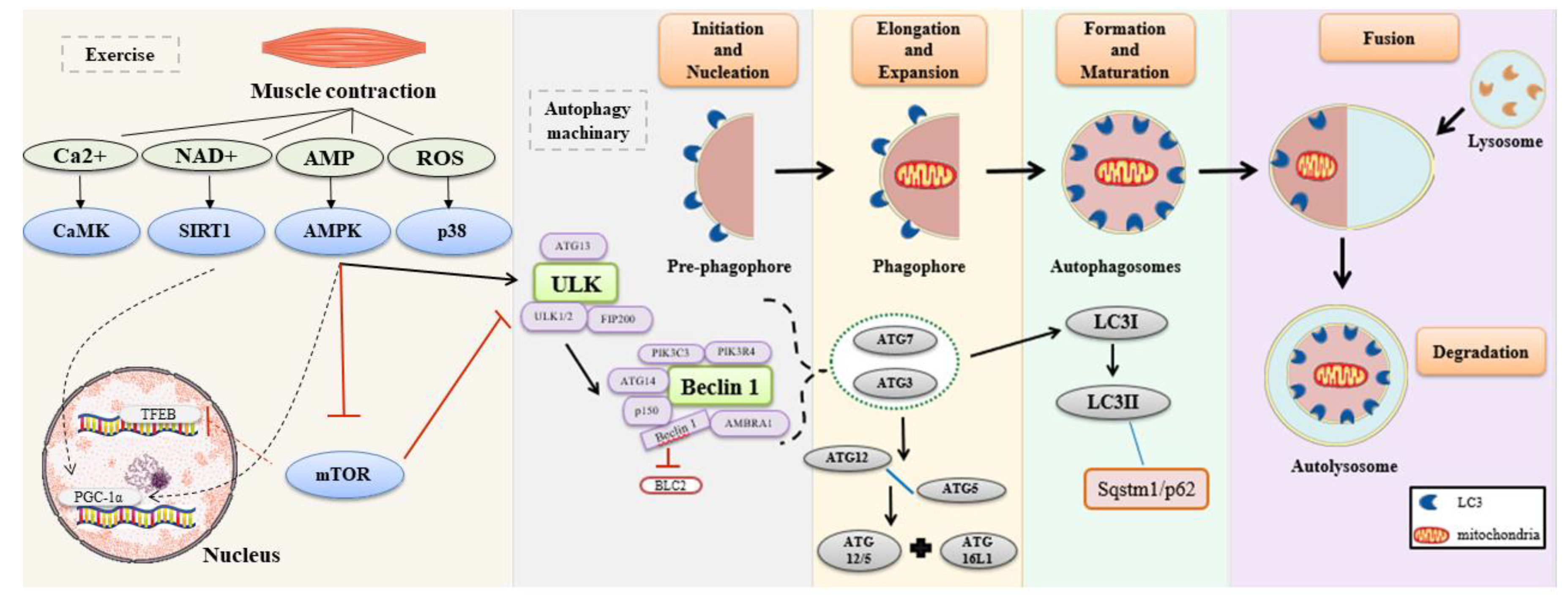Ijms 22 02635 g001 Ijms 22 02635 g001