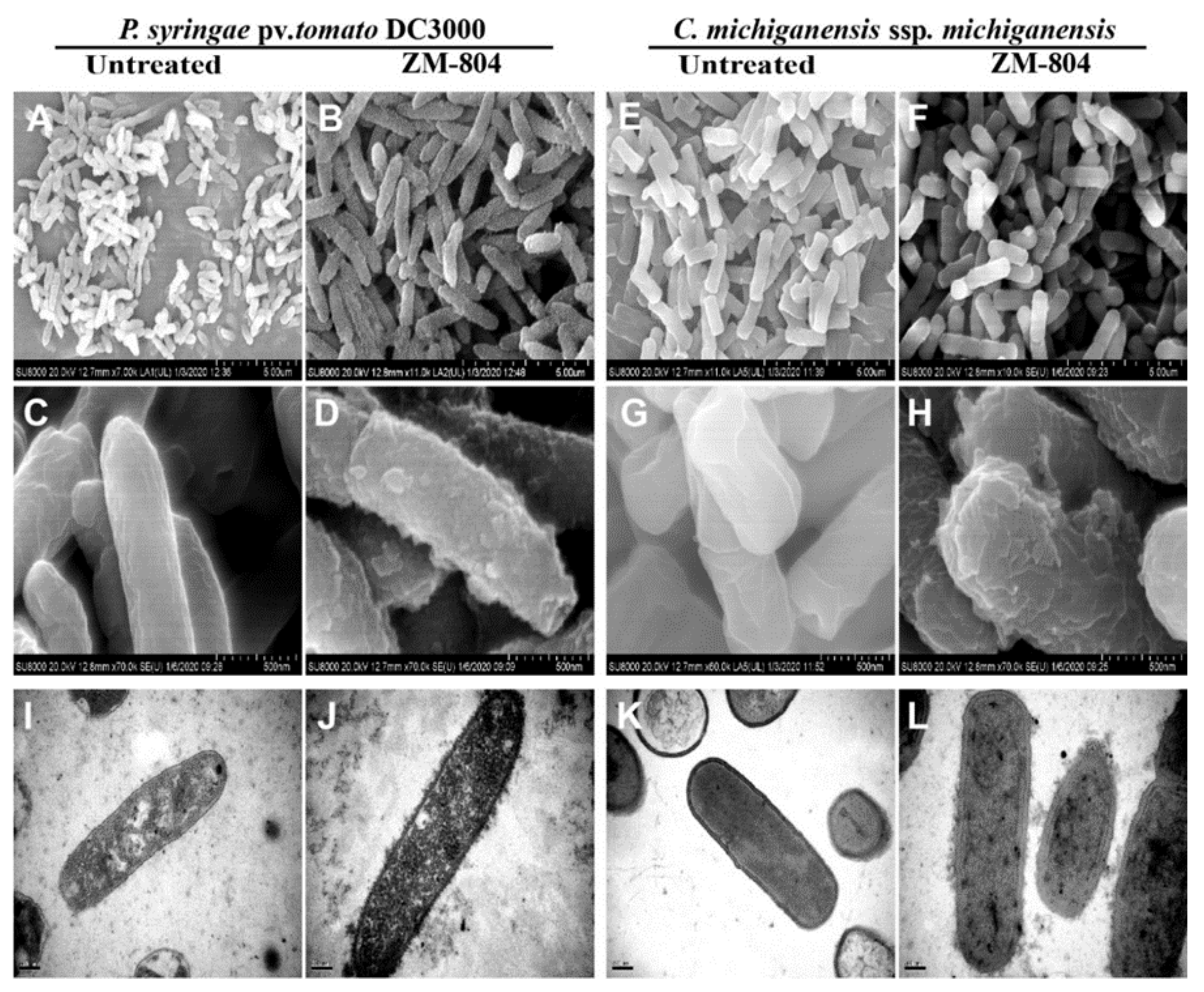 Ijms Free Full Text Prediction And Activity Of A Cationic A Helix Antimicrobial Peptide Zm 804 From Maize Html Ijms Free Full Text Prediction And Activity Of A Cationic A Helix Antimicrobial Peptide Zm 804 From Maize Html