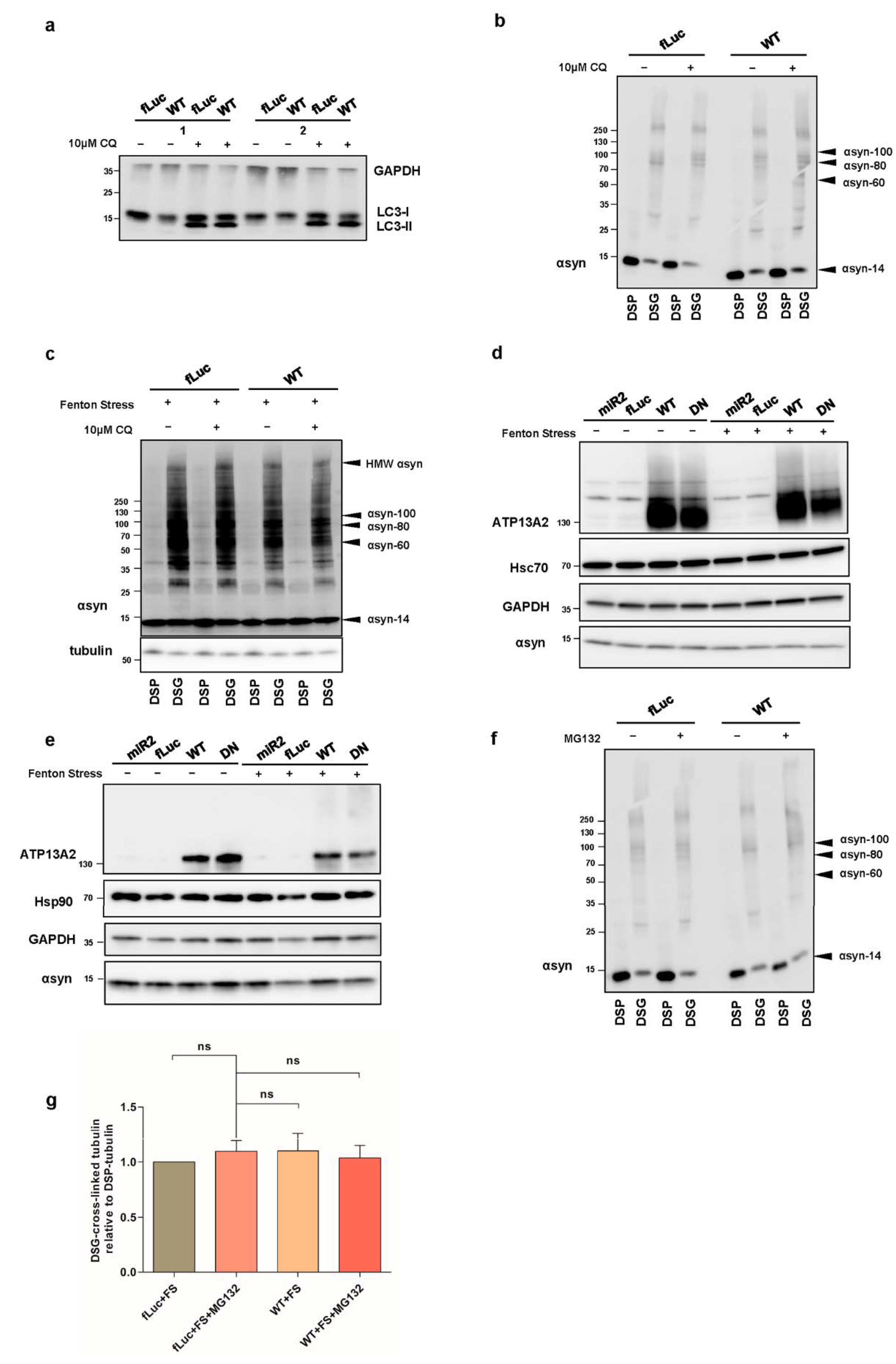 Ijms 22 02689 g0a3 Ijms 22 02689 g0a3