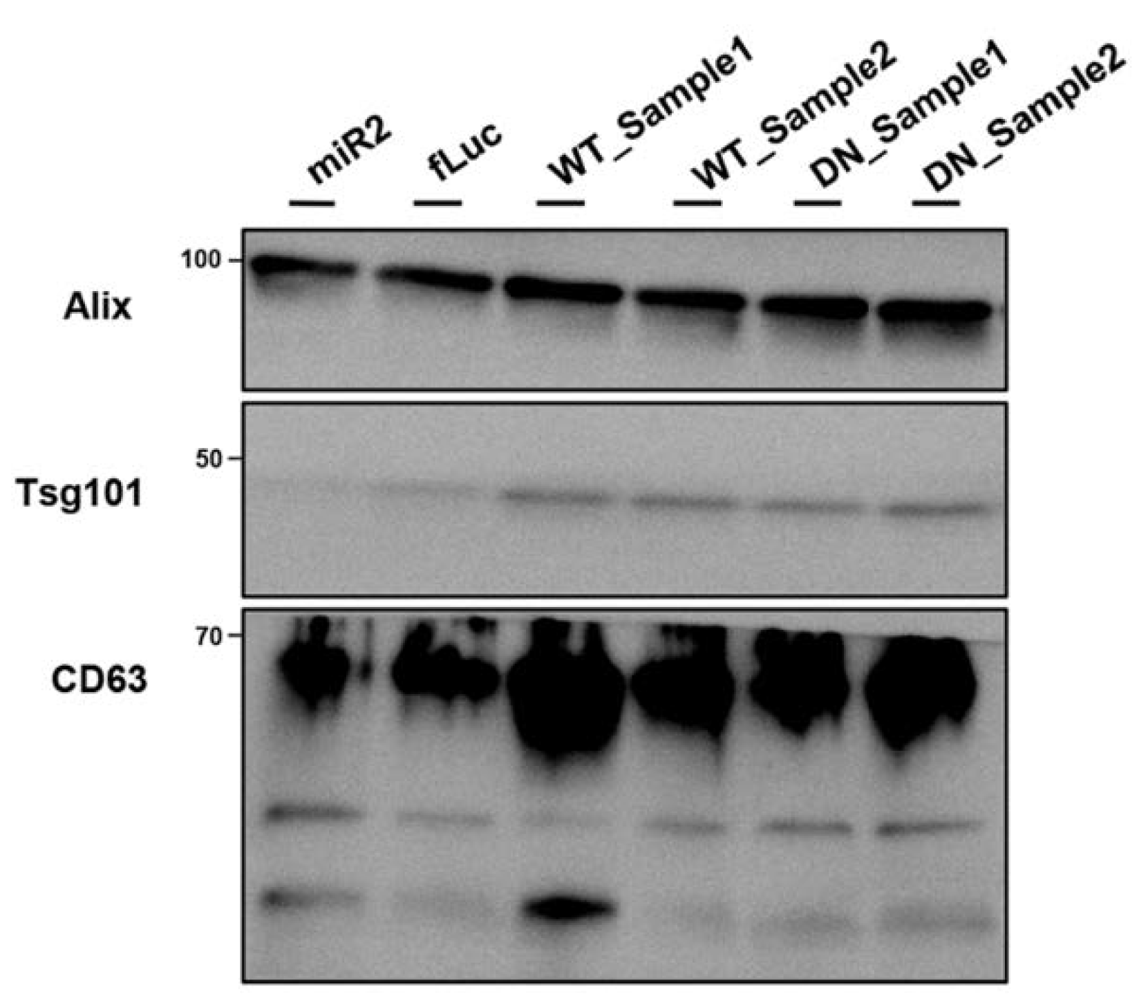 Ijms 22 02689 g0a6 Ijms 22 02689 g0a6