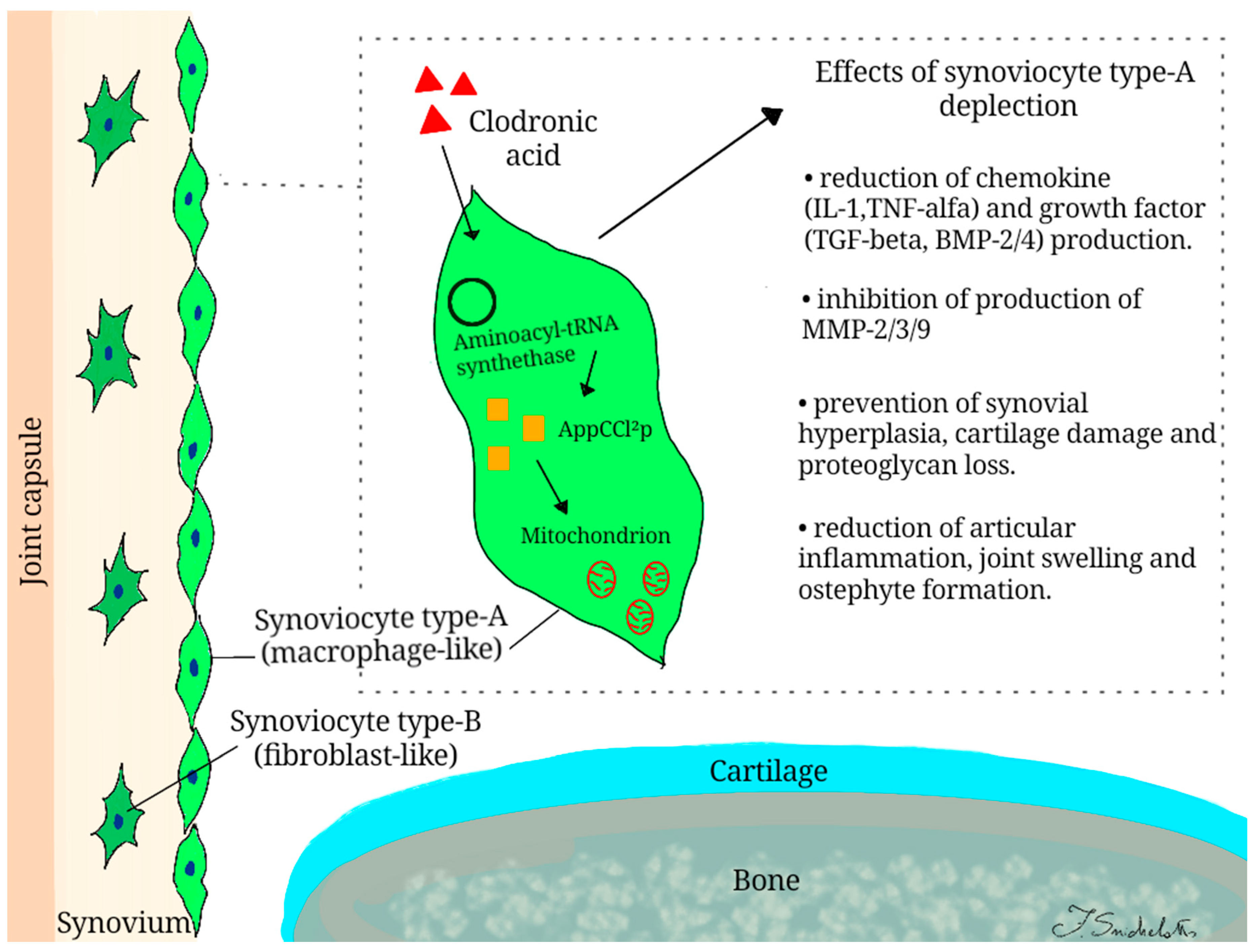 Ijms 22 02693 g002 Ijms 22 02693 g002