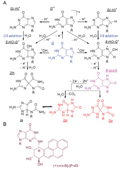 Ijms Free Full Text Excision Of Oxidatively Generated Guanine Lesions By Competitive Dna Repair Pathways Html