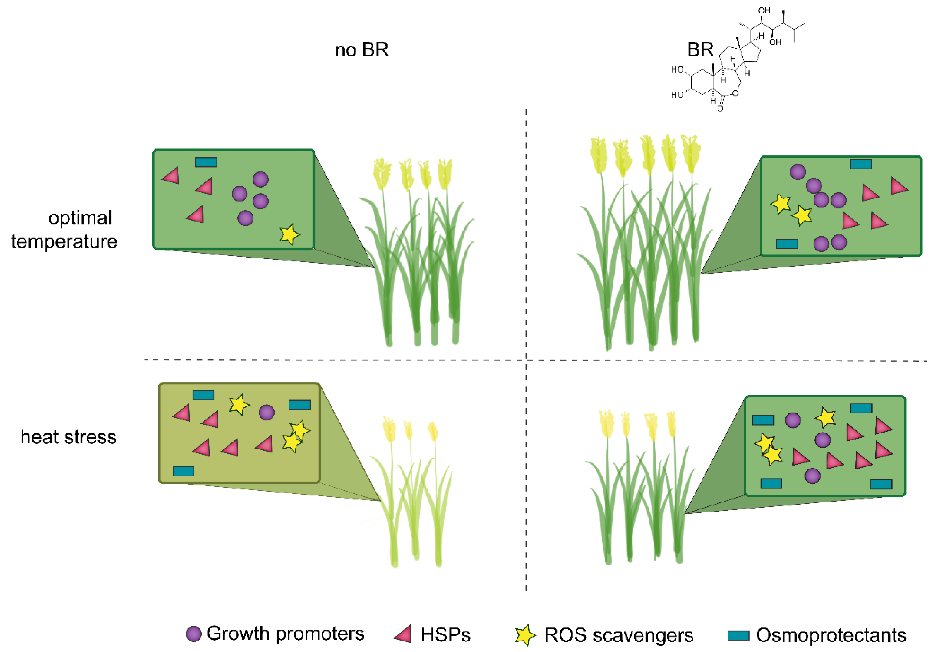 Ijms 22 02706 g001 Ijms 22 02706 g001