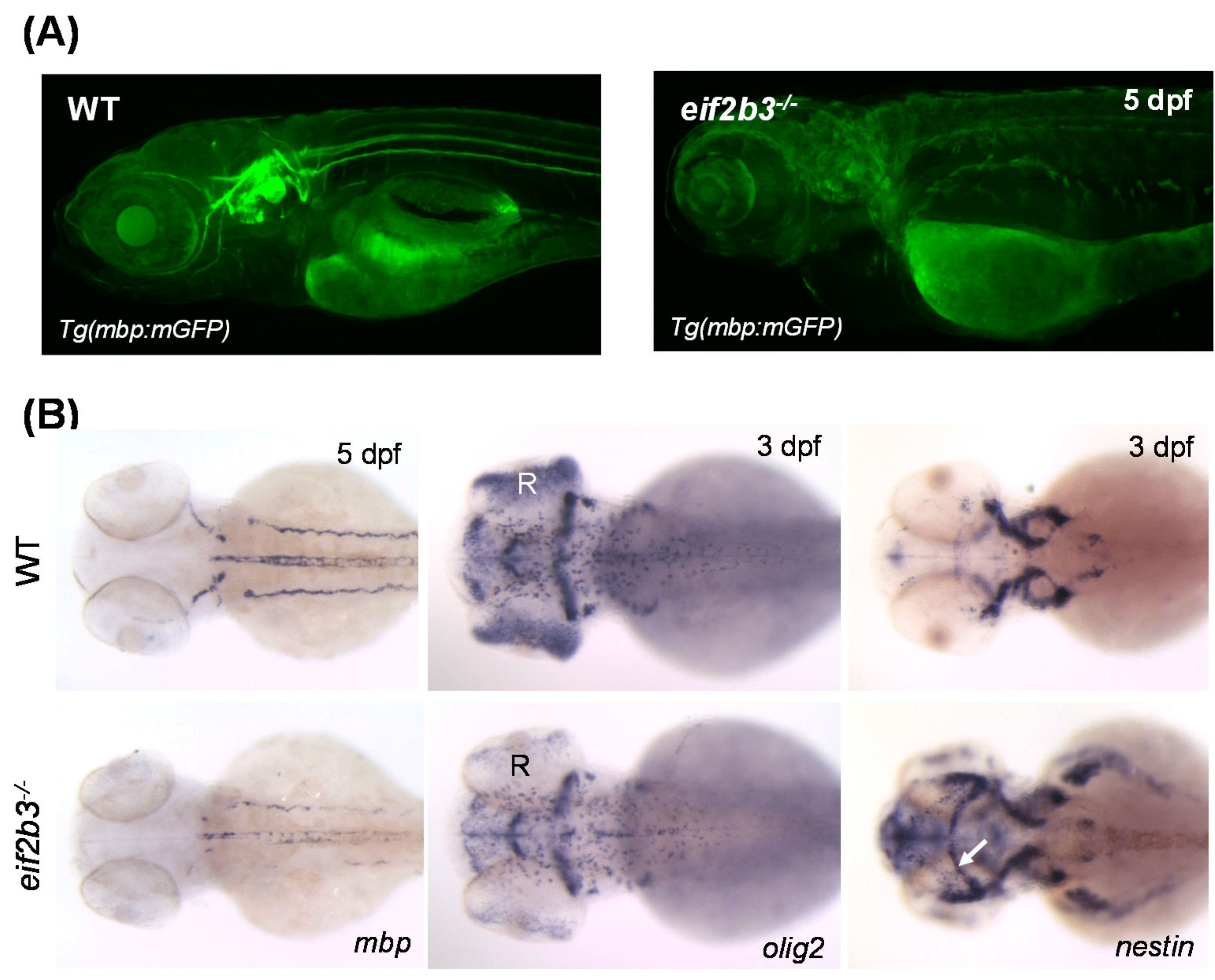 Ijms 22 02707 g001 Ijms 22 02707 g001