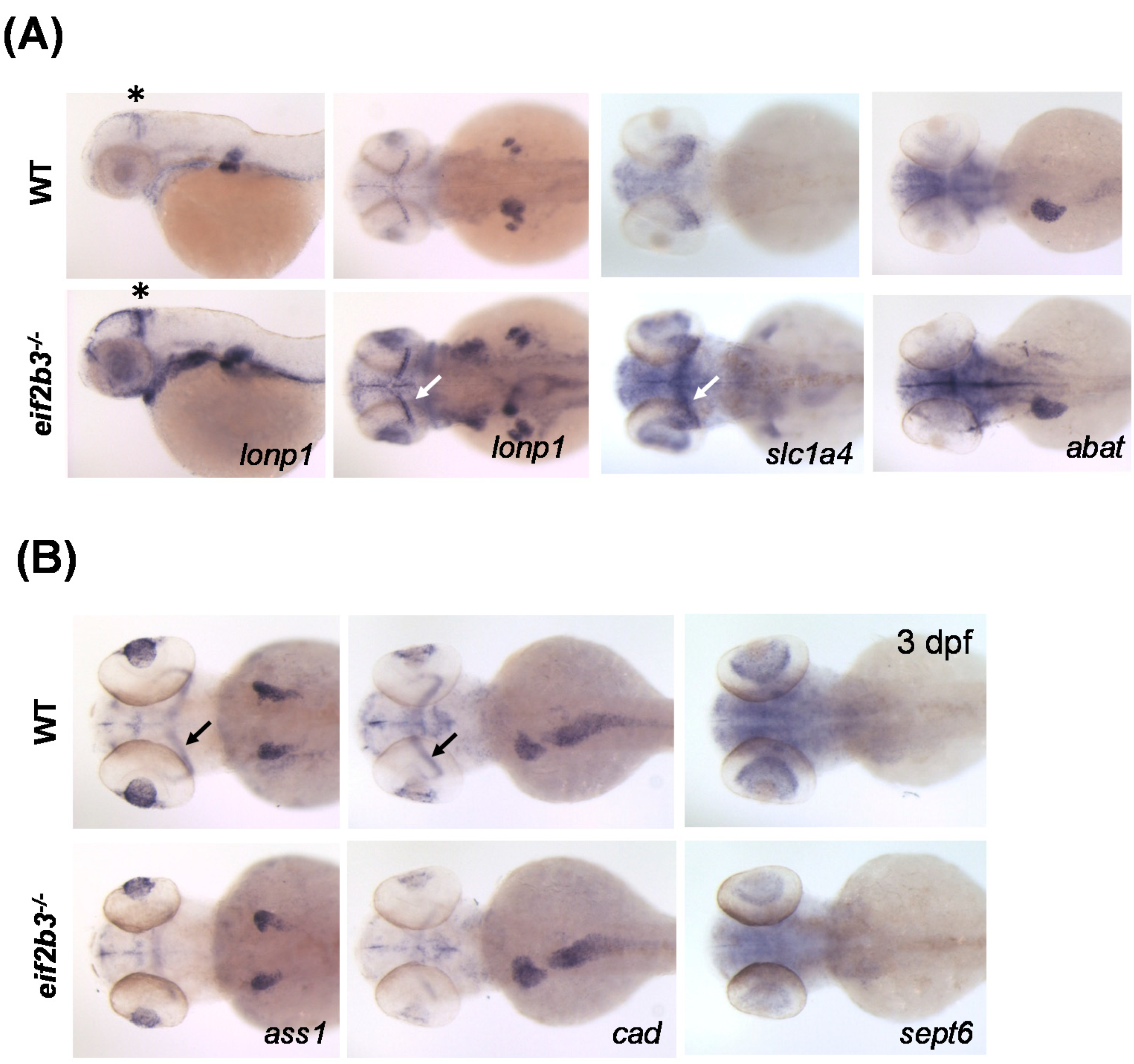 Ijms 22 02707 g004 Ijms 22 02707 g004