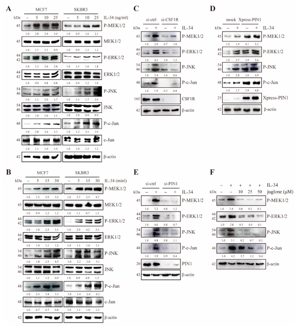 Ijms 22 02711 g005 Ijms 22 02711 g005