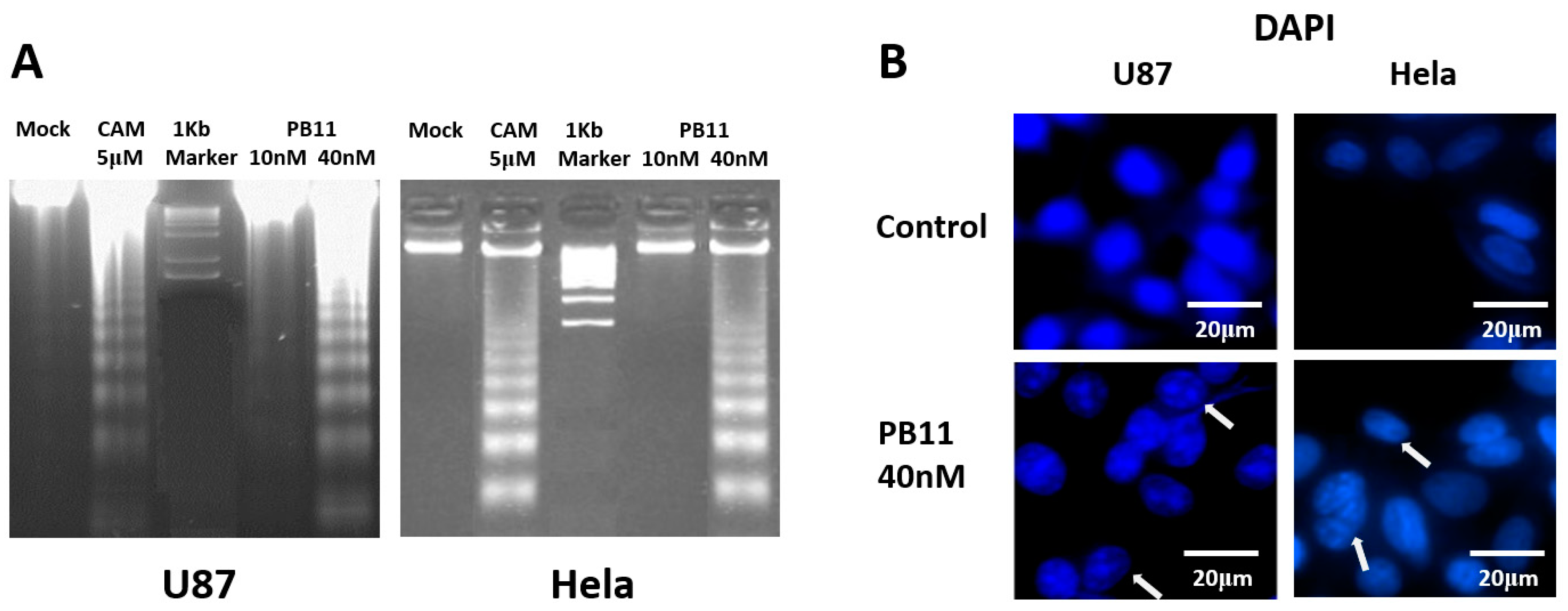 Ijms 22 02718 g003 Ijms 22 02718 g003