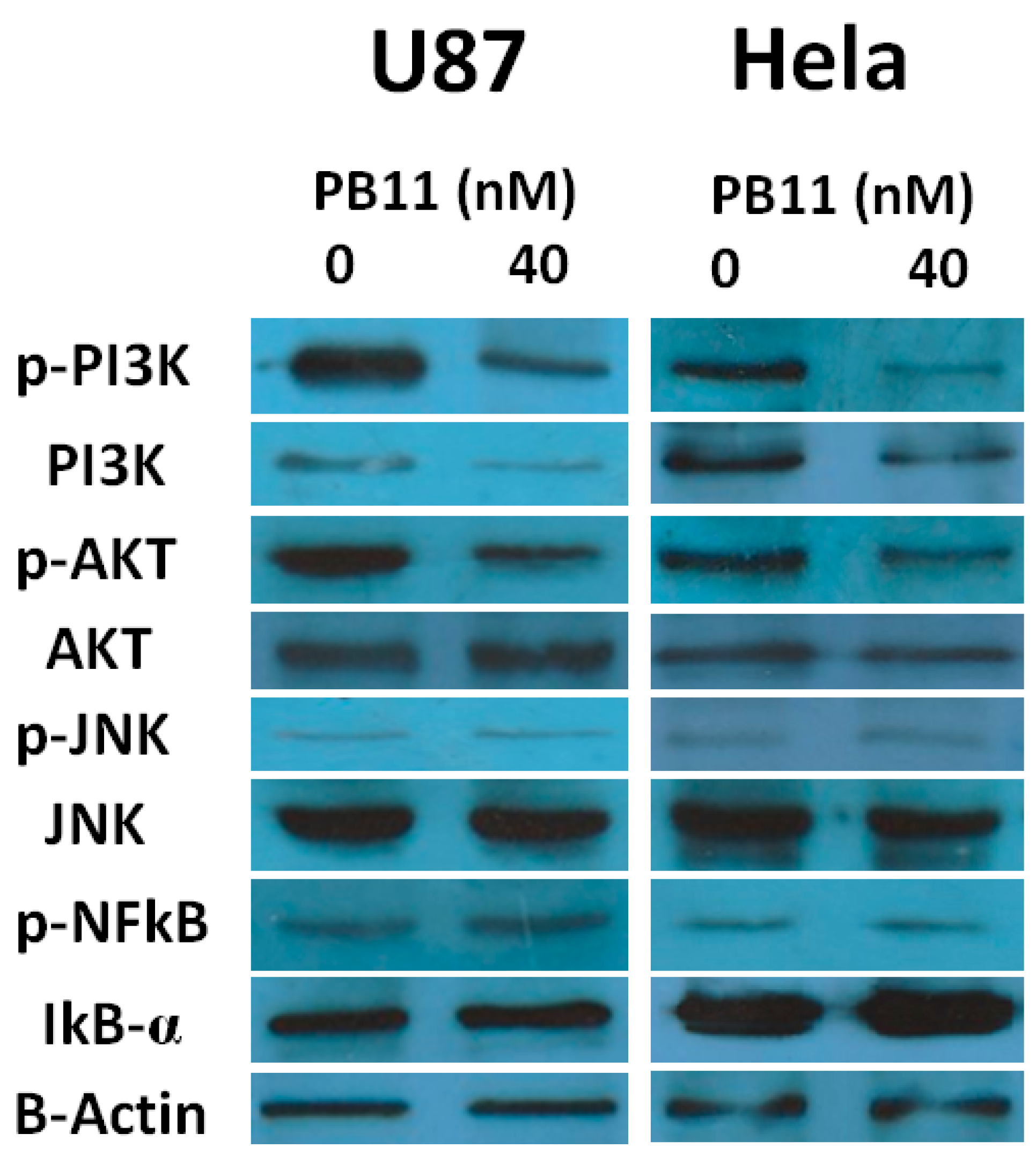 Ijms 22 02718 g005 Ijms 22 02718 g005